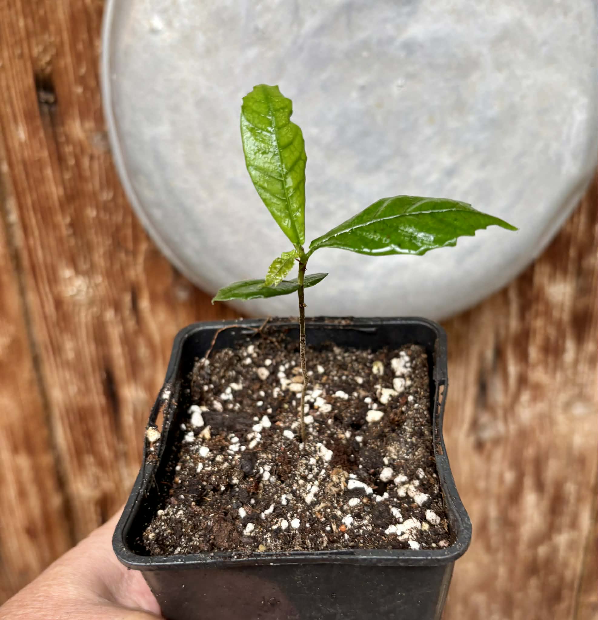 Tepetomate (Pseudolmedia glabrata) - 1 potted seedling / 1 getopfter Sämling