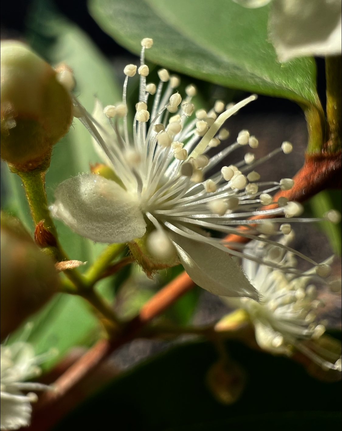 Pre Order - Cambui do Rio Parnaiba (Eugenia biflora) -  1 fresh seed / 1 frischer Samen