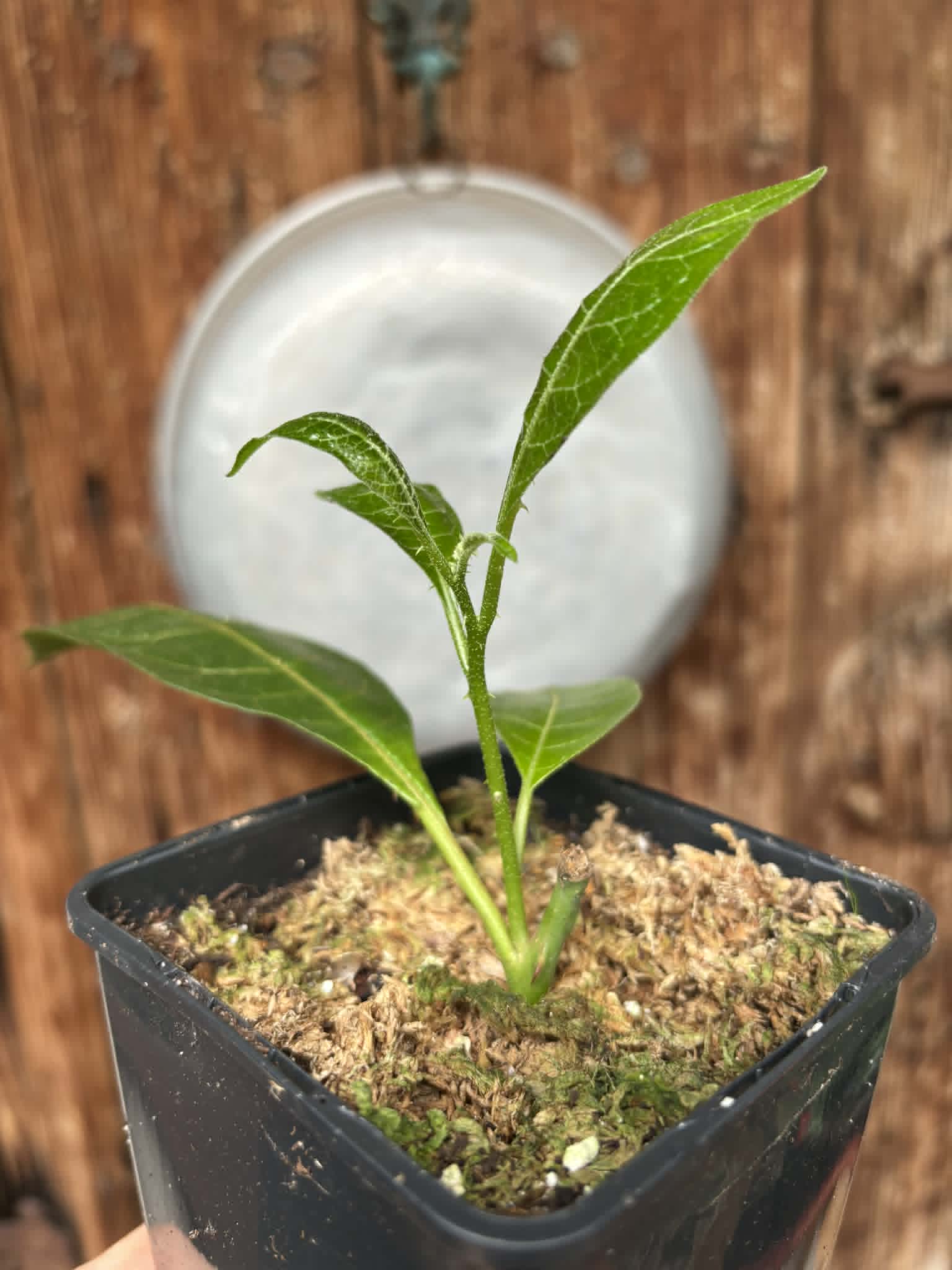 rooted cutting from adult plant - Juá do Jequitinhonha (Solanum schizandrum) - 1 potted plant / 1 getopfte Pflanze