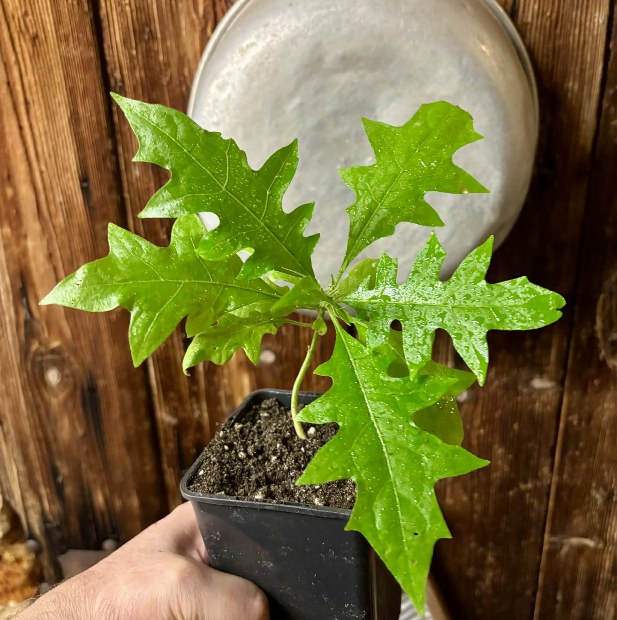 our last plant - Juá do Jequitinhonha (Solanum schizandrum) - 1 potted seedling / 1 getopfter Sämling