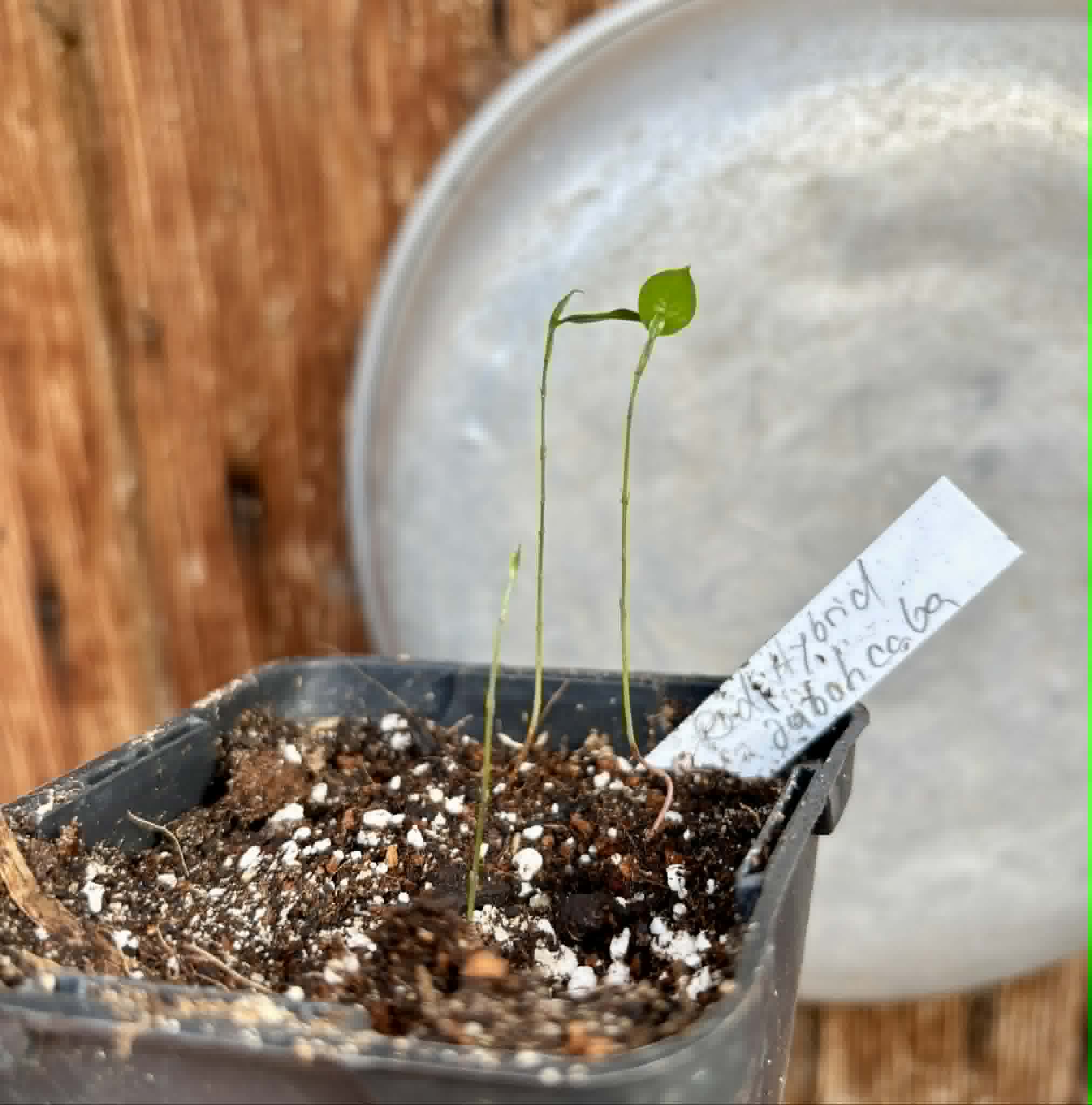 3 in 1 pot - Red Hybrid Jaboticaba (Plinia cauliflora x aureana) - 3 seedlings in one pot / 3 Sämlinge in einem Topf