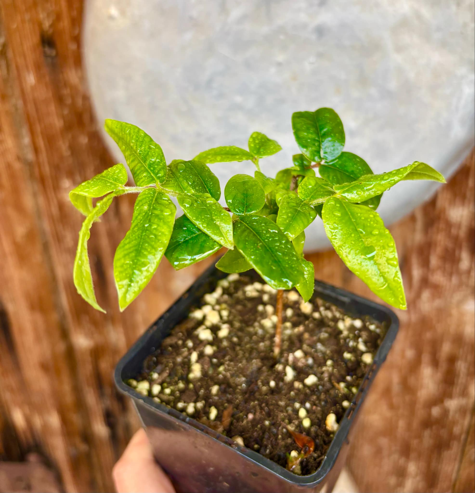 Myrciaria glazioviana - Cabeludinha  -  1 potted seedling  / 1 getopfter Sämling
