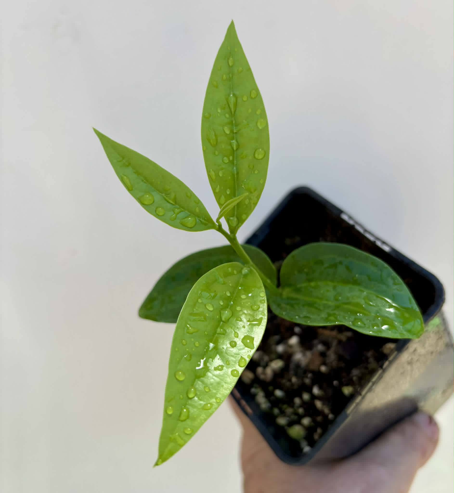 Dulacia sp. Cafe doce  -  1 potted seedling / 1 getopfter Sämling