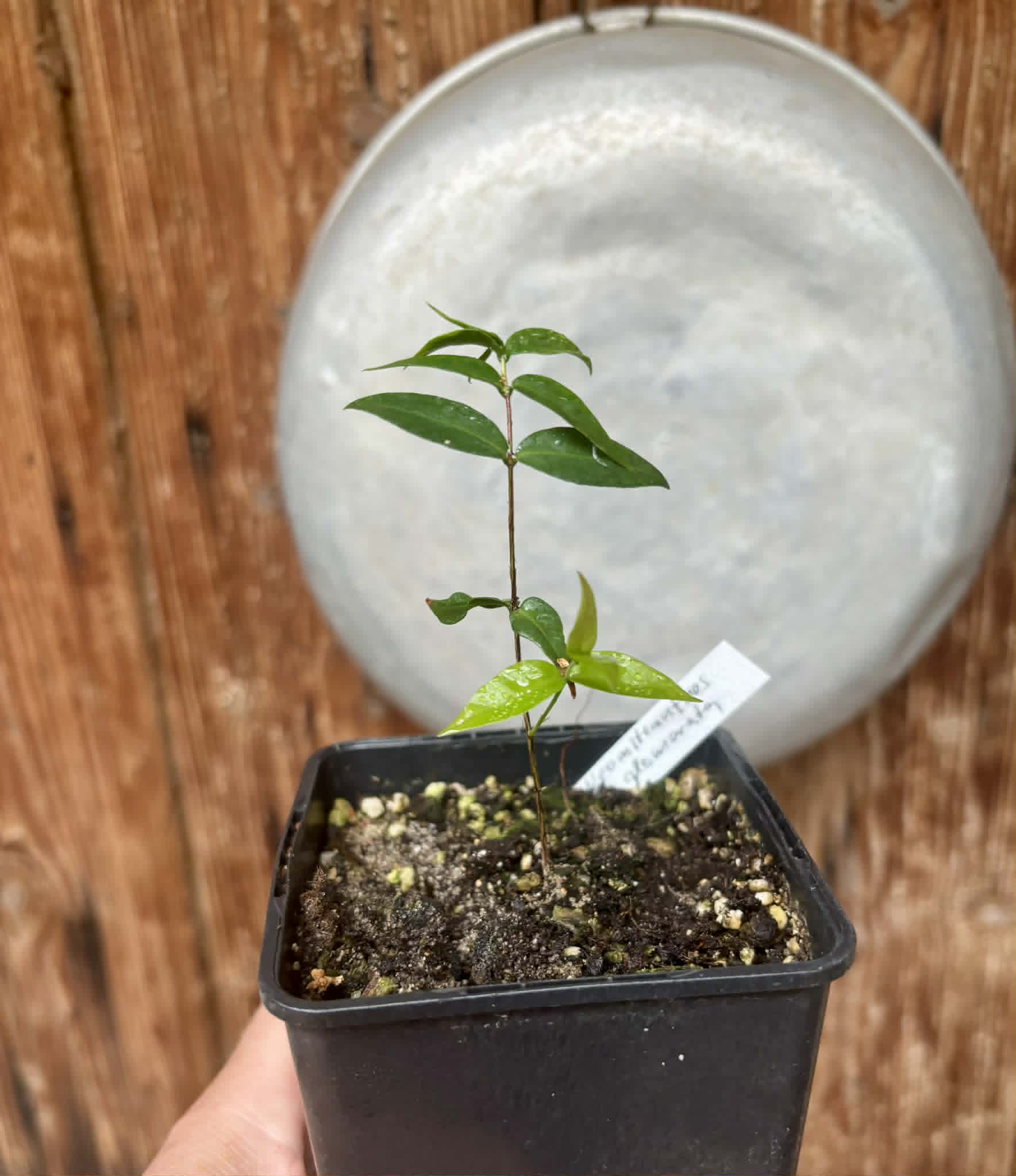 Cabeludinha do Brejo (Neomitranthes glomerata) - 1 potted seedling/ 1 getopfter Sämling
