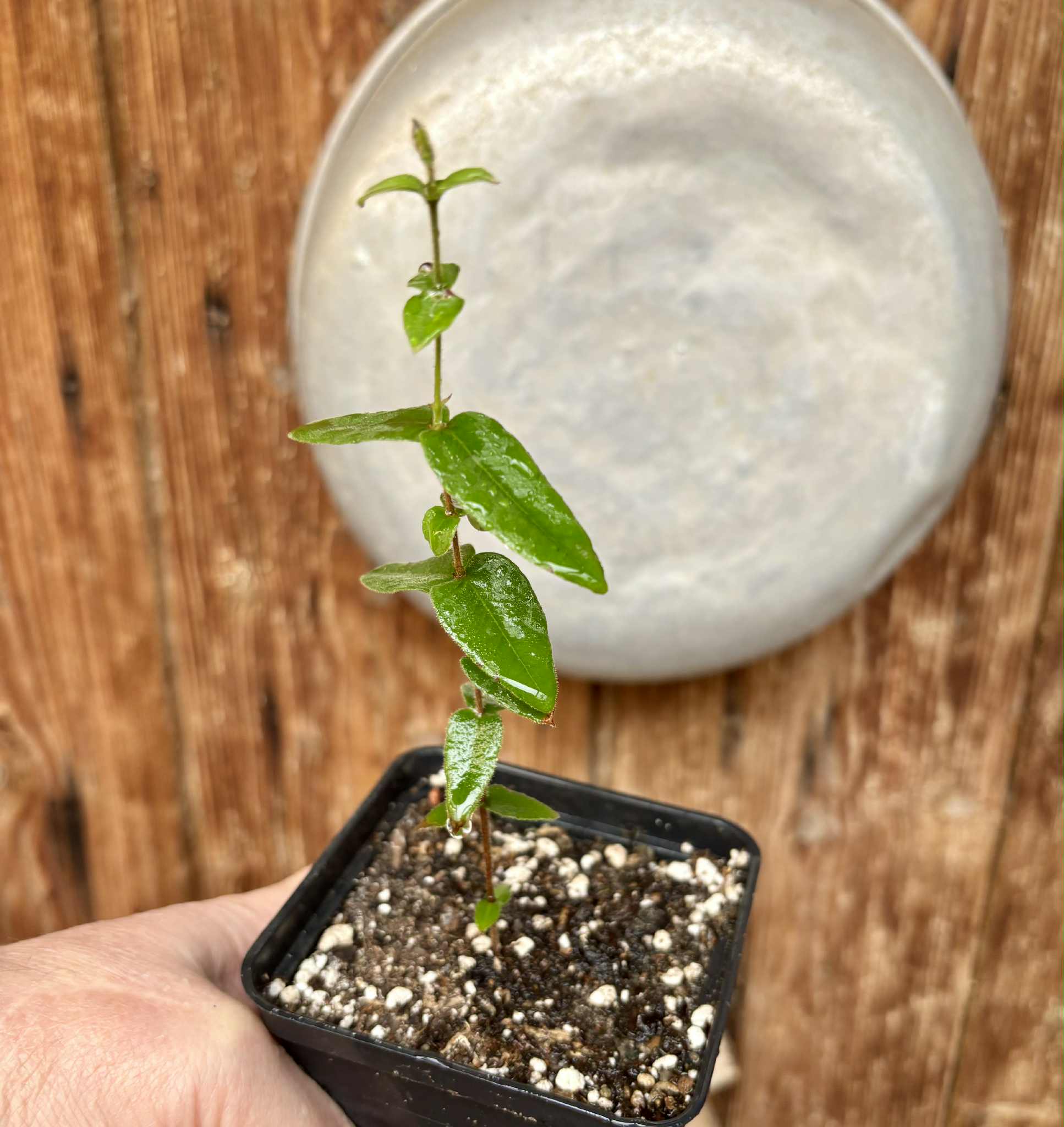 Myrciaria caerulescens (Roxa - Blue Guaquiea) - 1 potted seedling / 1 getopfter Sämling