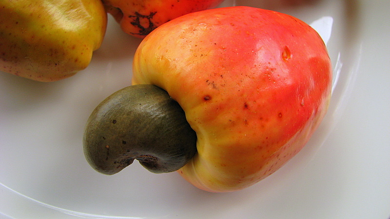 Anacardium occidentale - Cashew - 1 germinated seed / 1 gekeimter Samen
