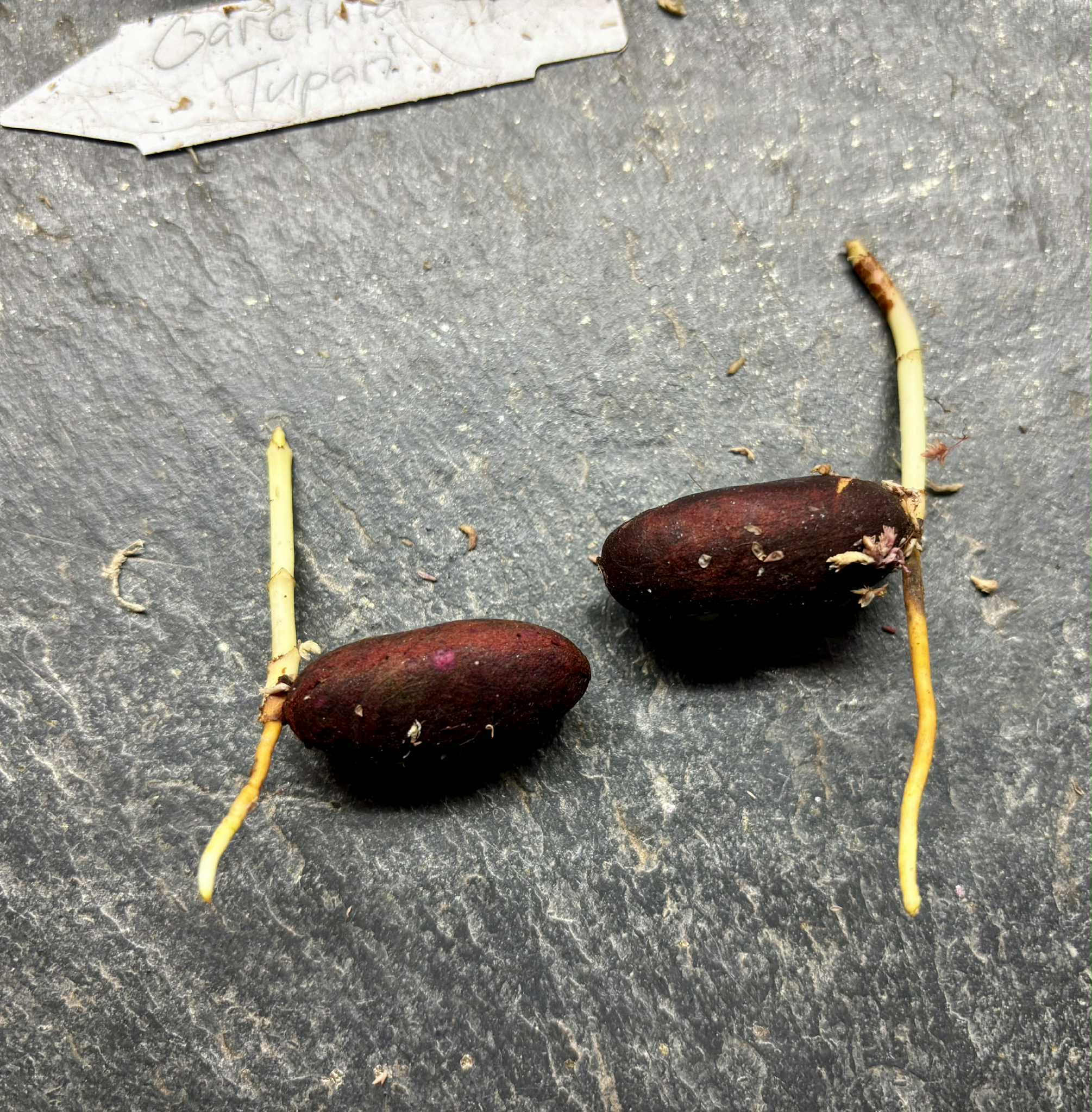 Garcinia sp Tupari - 1 germinated seed / 1 gekeimter Samen Garcinia sp Tupari - 1 germinated seed / 1 gekeimter Samen