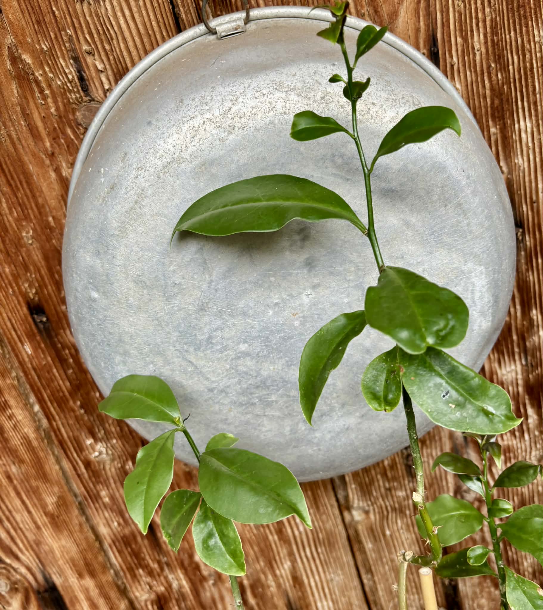 Barbados Gooseberry - Pereskia aculeata- 1 potted plant / 1 getopfte Pflanze