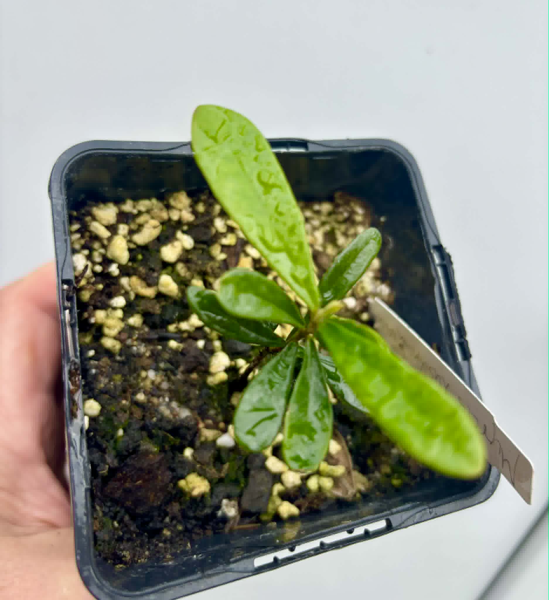 Myrcia luschnathiana -  1 potted seedling / 1 getopfter Sämling