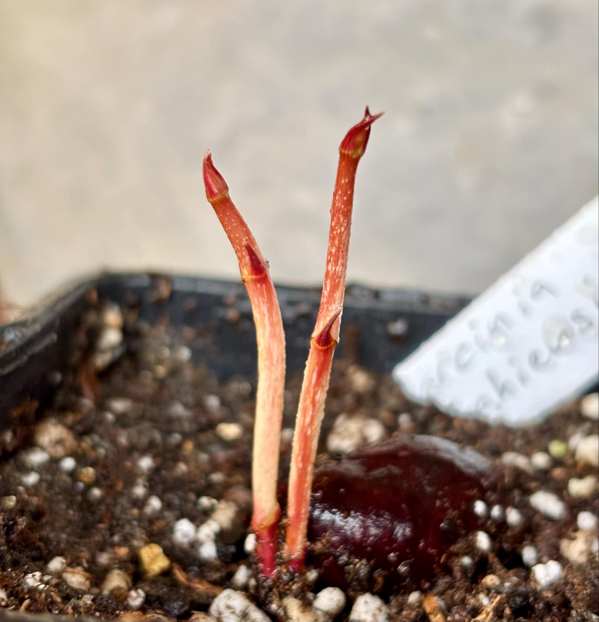 Garcinia bahiensis - 1 small potted seedling / 1 kleiner, getopfter Sämling
