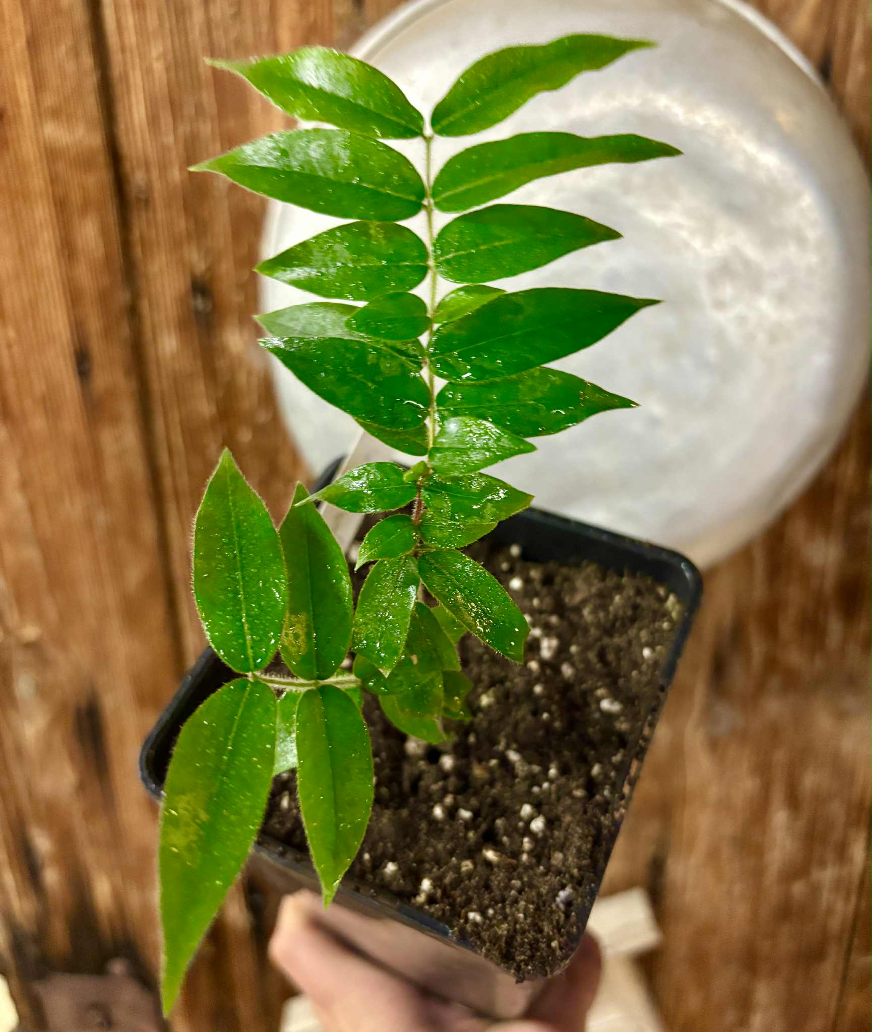 only one plant available - Myrciaria guaquiea - 1 potted plant / 1 getopfte Pflanze