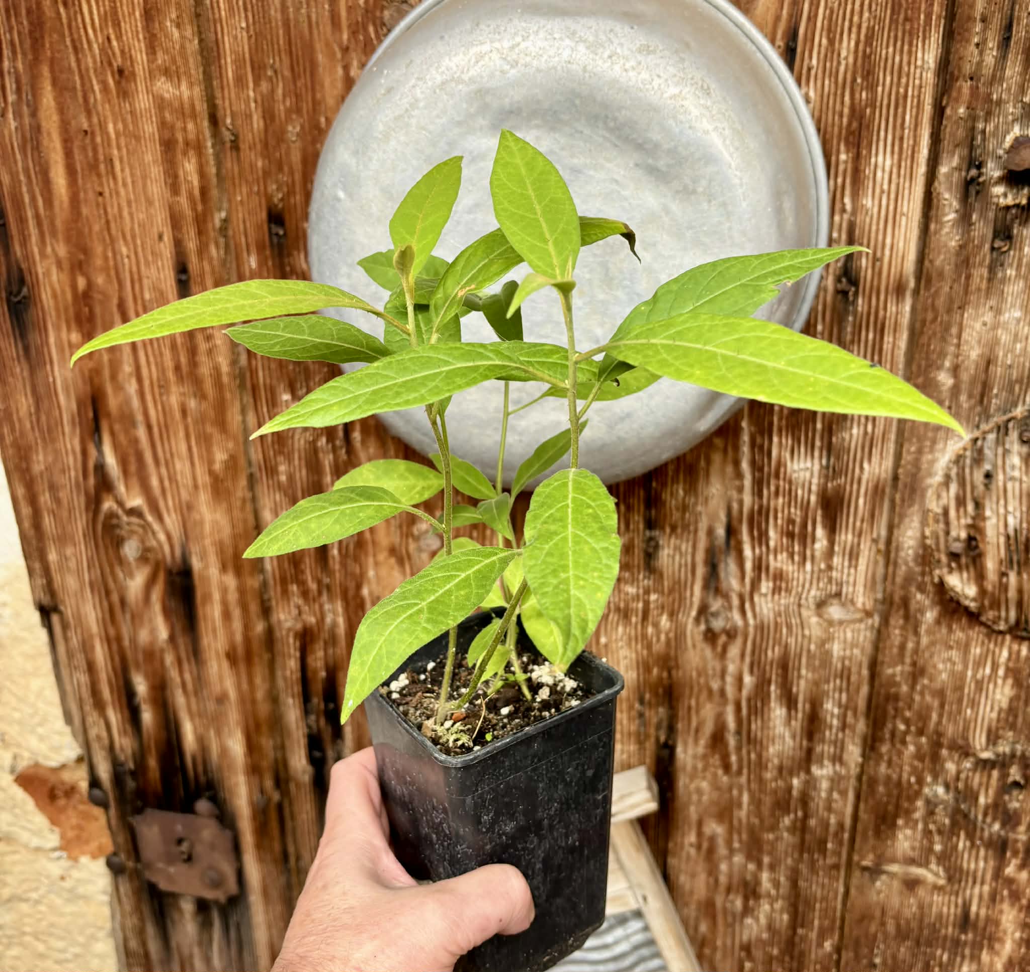 4 in 1 pot - Solanum sp. Mata Escura - 4 plants in one pot / 4 Pflanzen in einem Topf