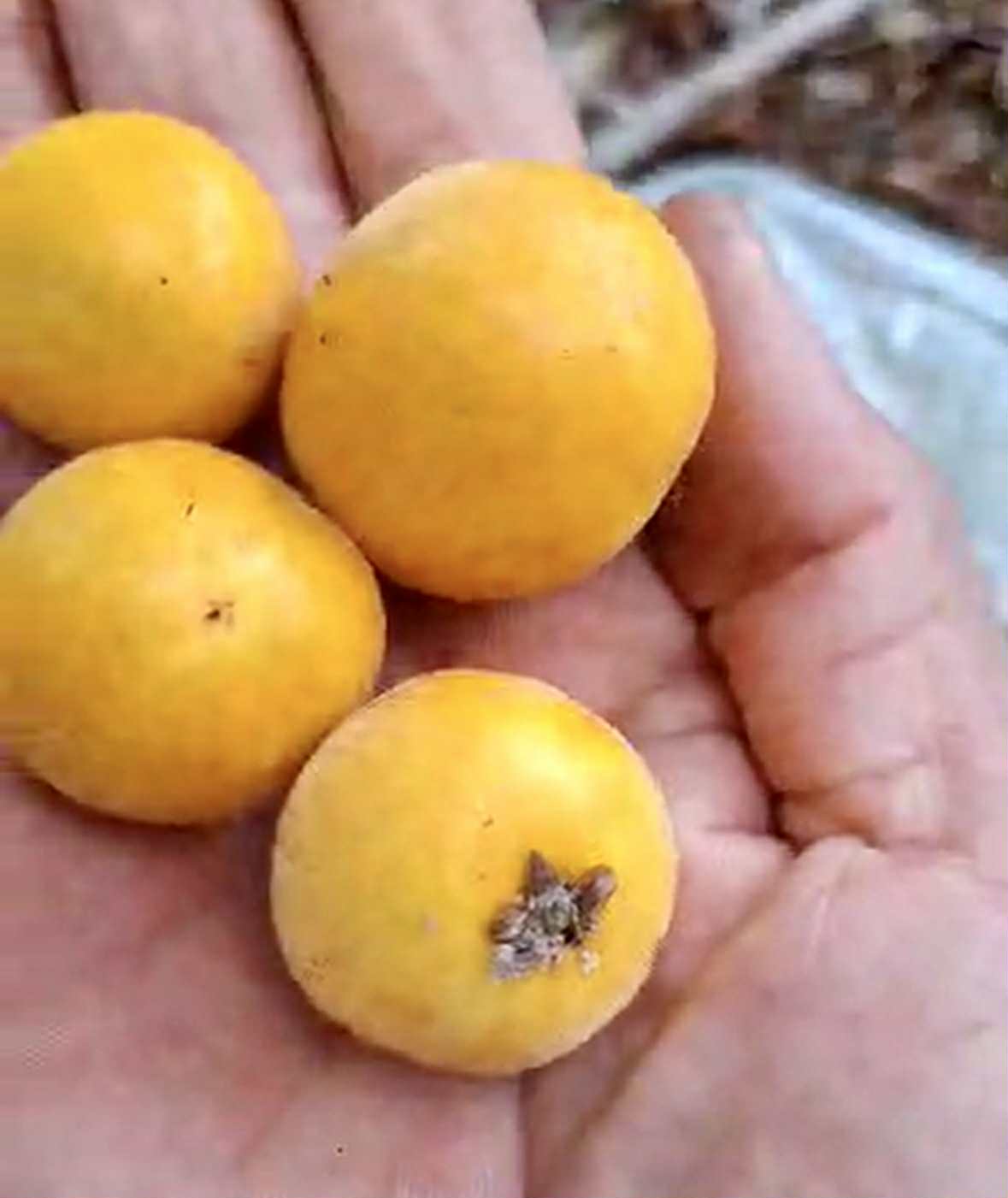 Collection of 5 rare exotic fruit plants -  5 different potted plants / 5 verschiedene, getopfte Pflanzen