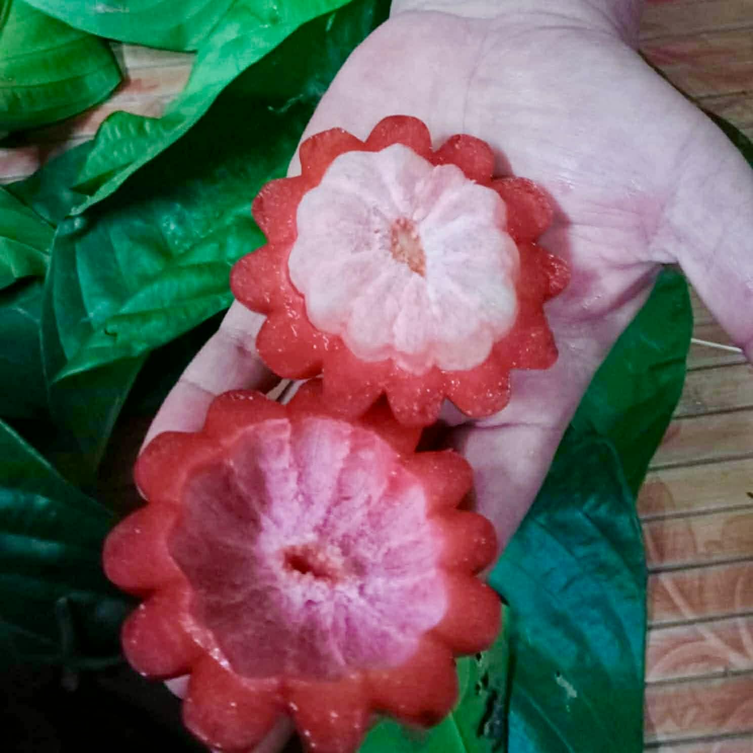 Som Khaek Daeng (Garcinia atroviridis var ruby) - 1 fresh seed / 1 frischer Samen