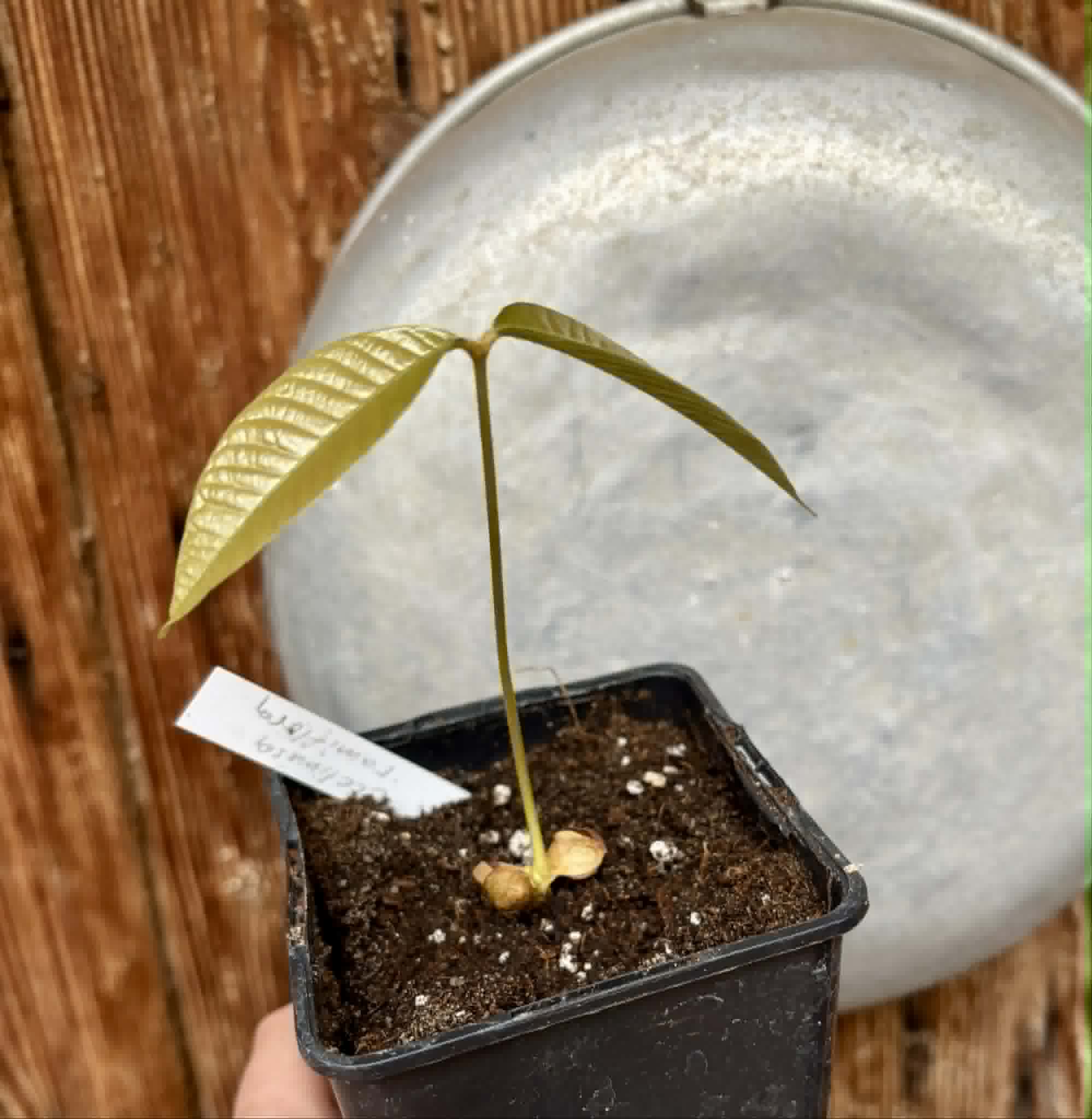 Ecclinusa ramiflora -  1 potted seedling / 1 getopfter Sämling