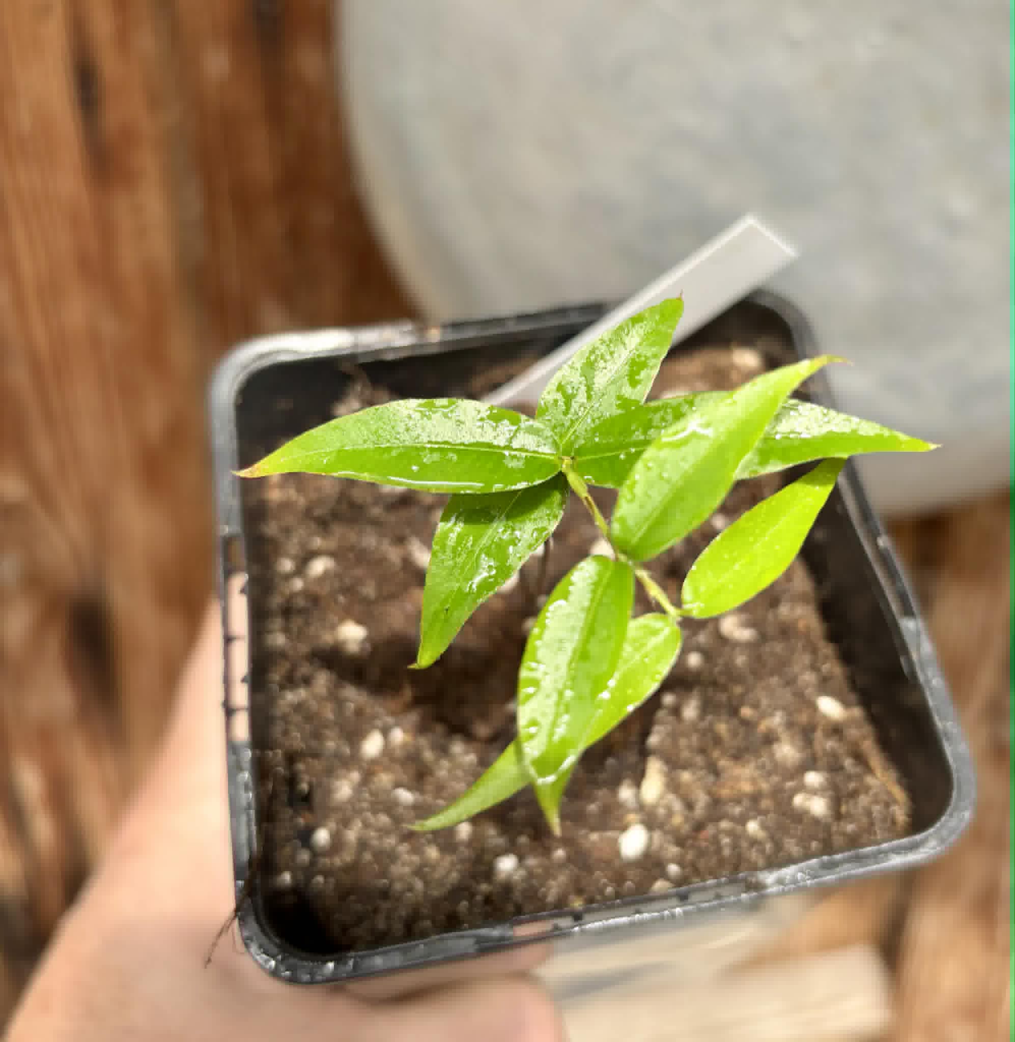Plinia sp. Cachoeiro de Itapemirim - 1 potted seedling / 1 getopfter Sämling