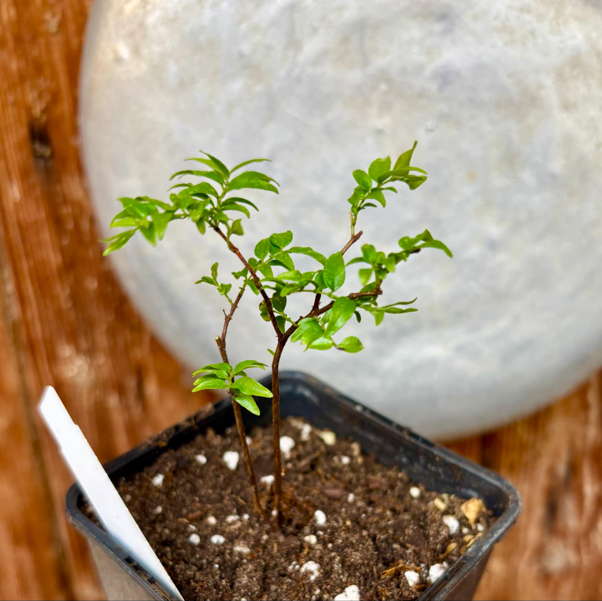 Myrciaria sp Joinville - 1 potted plant / 1 getopfte Pflanze Myrciaria sp Joinville - 1 potted plant / 1 getopfte Pflanze