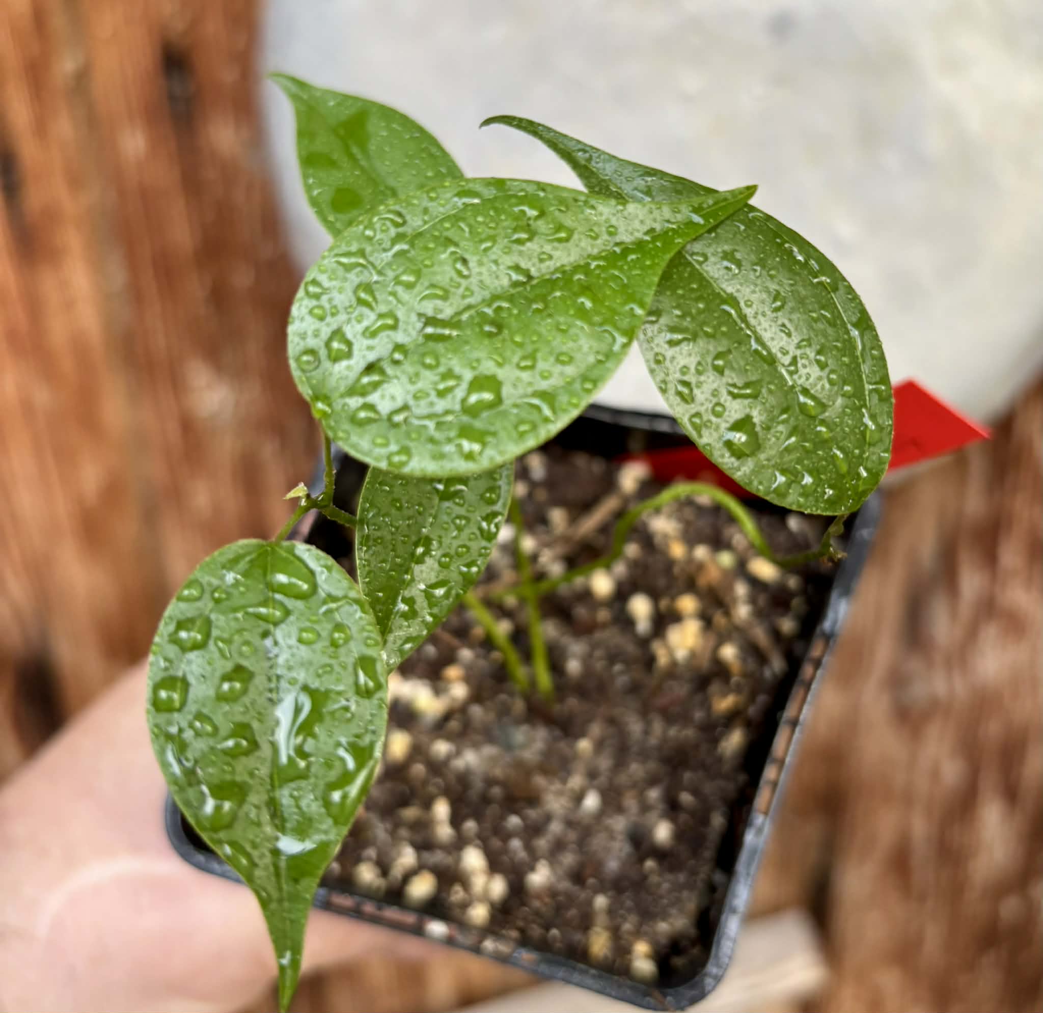 3 in 1 pot - Pitombinha da Amazonia (Abuta grandifolia) - 3 plants in one pot / 3 Pflanzen in einem Topf