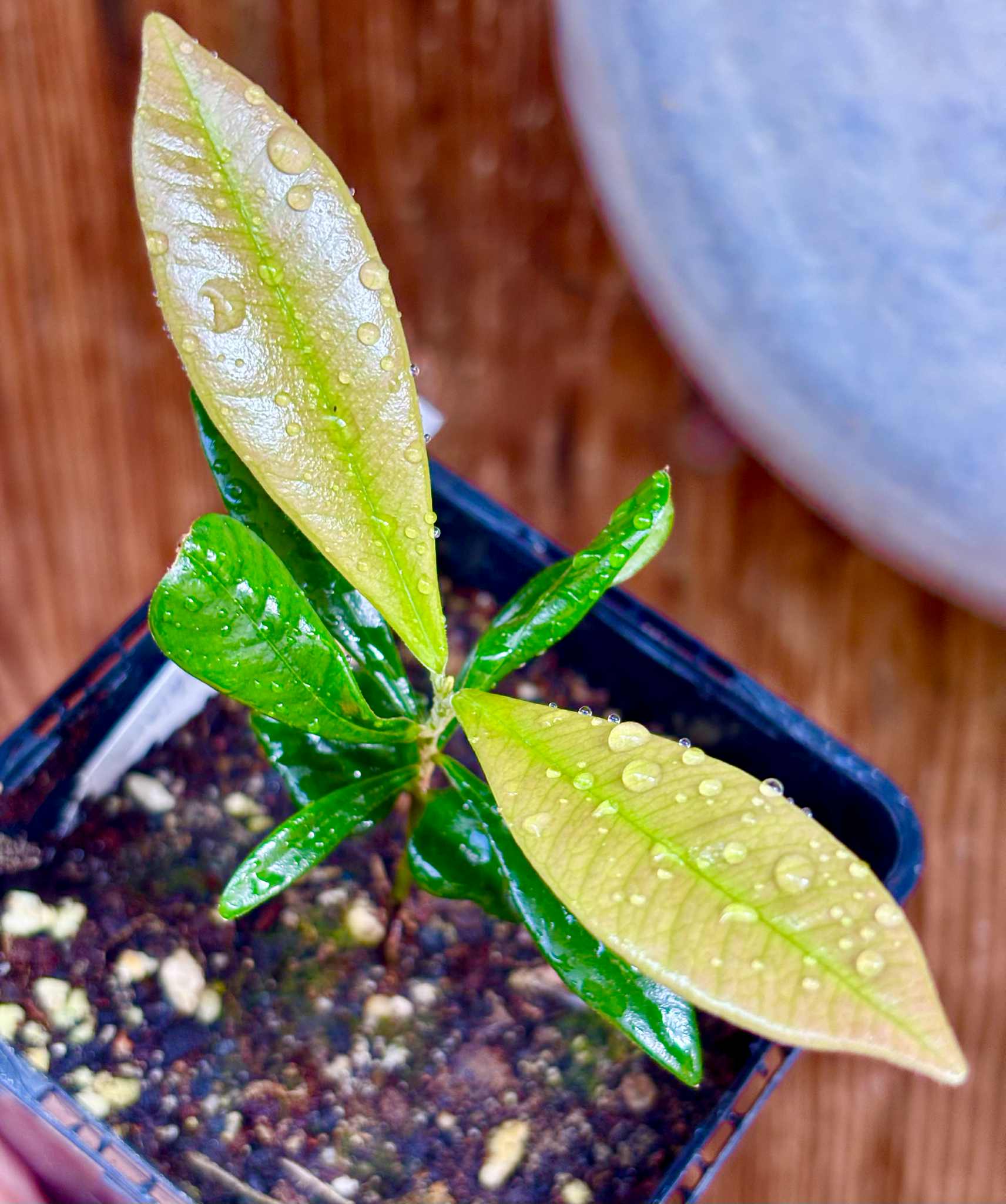 Myrcia luschnathiana -  1 potted seedling / 1 getopfter Sämling