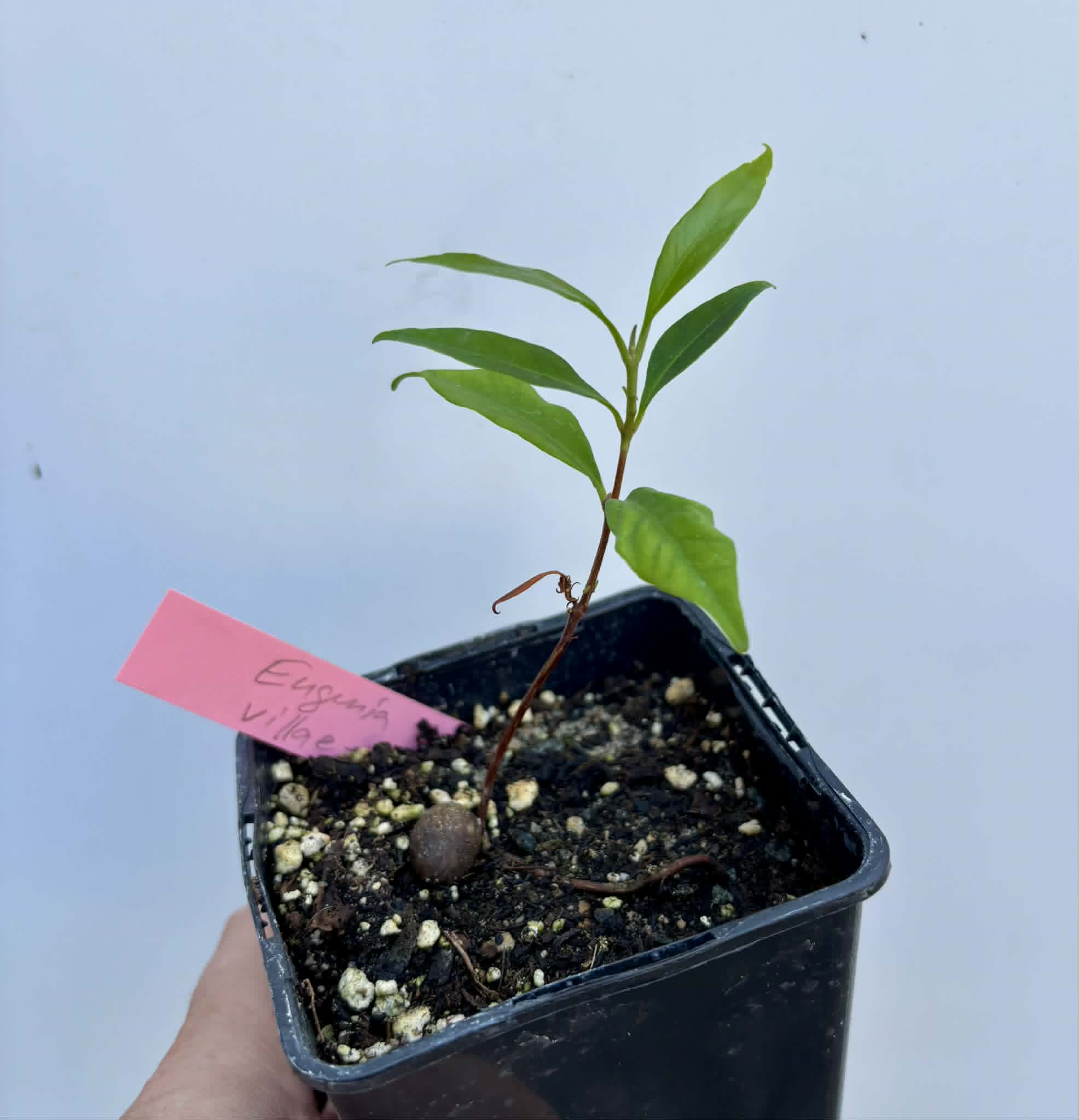 Grumixama-açu (Eugenia villae-novae) - 1 potted seedling / 1 getopfter Sämling