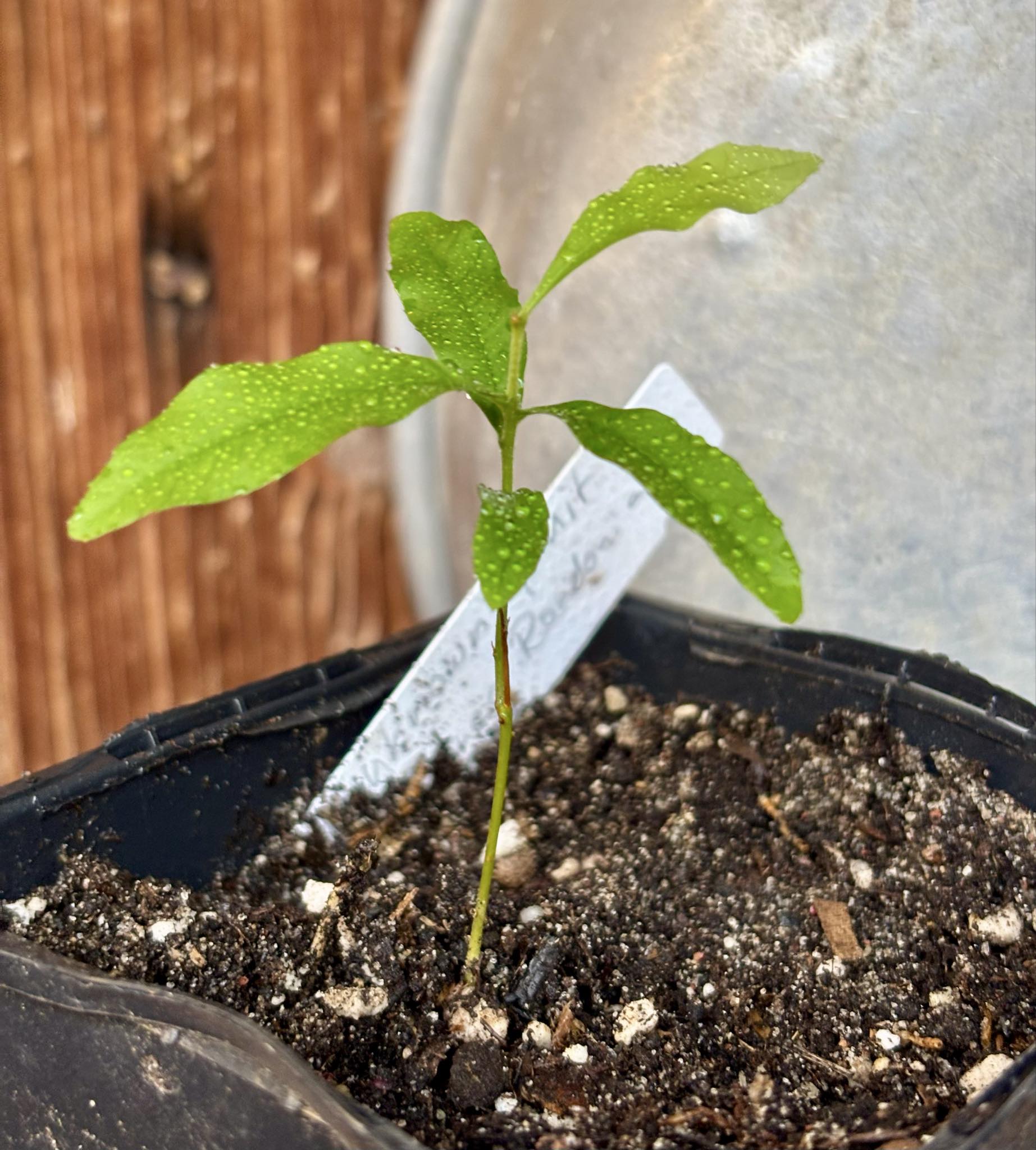 Pseudolmedia sp. Rondonia - 1 potted seedling / 1 getopfter Sämling