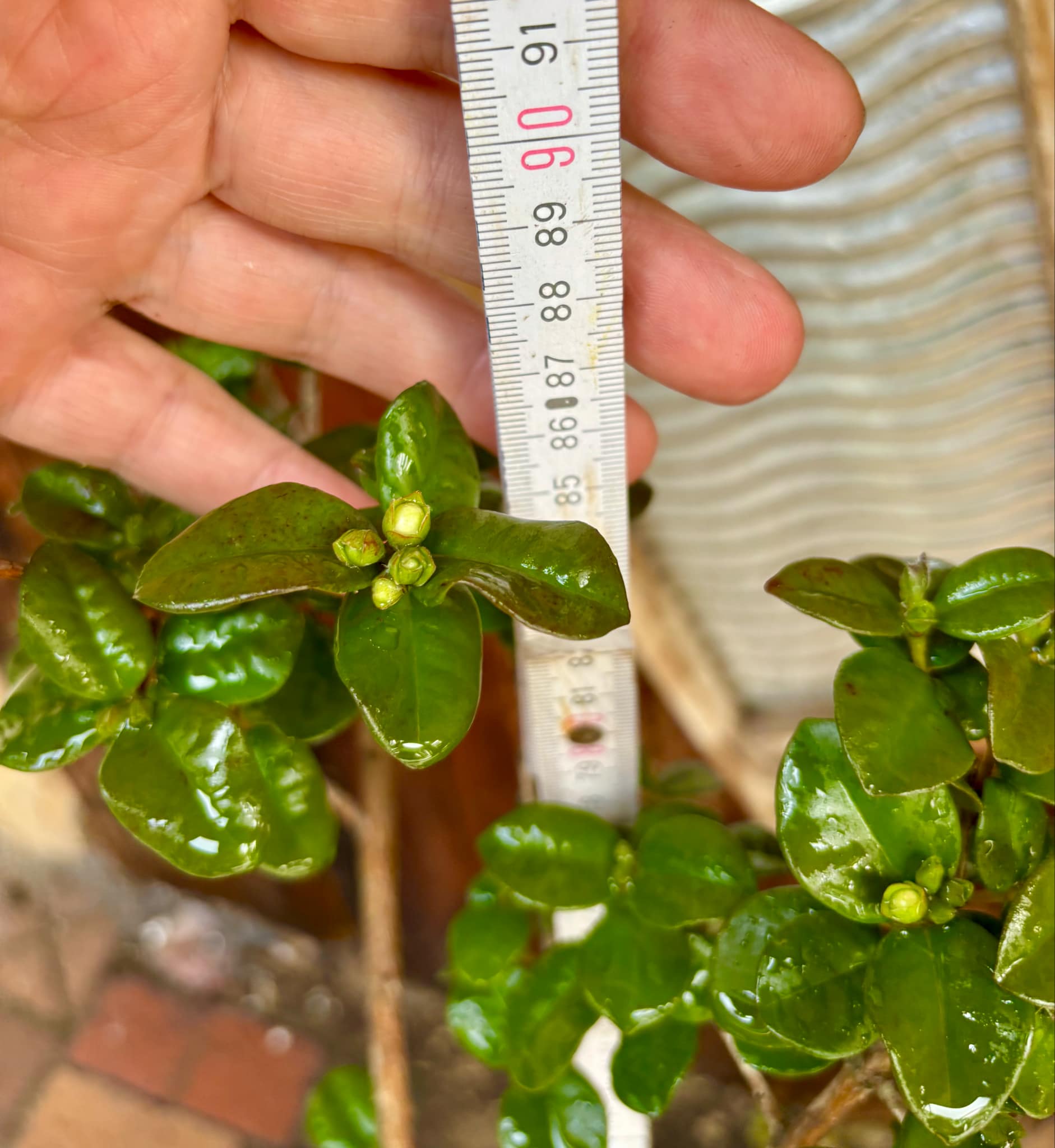 Pitangatuba (Eugenia selloi)  - 1 potted plant / 1 getopfte Pflanze