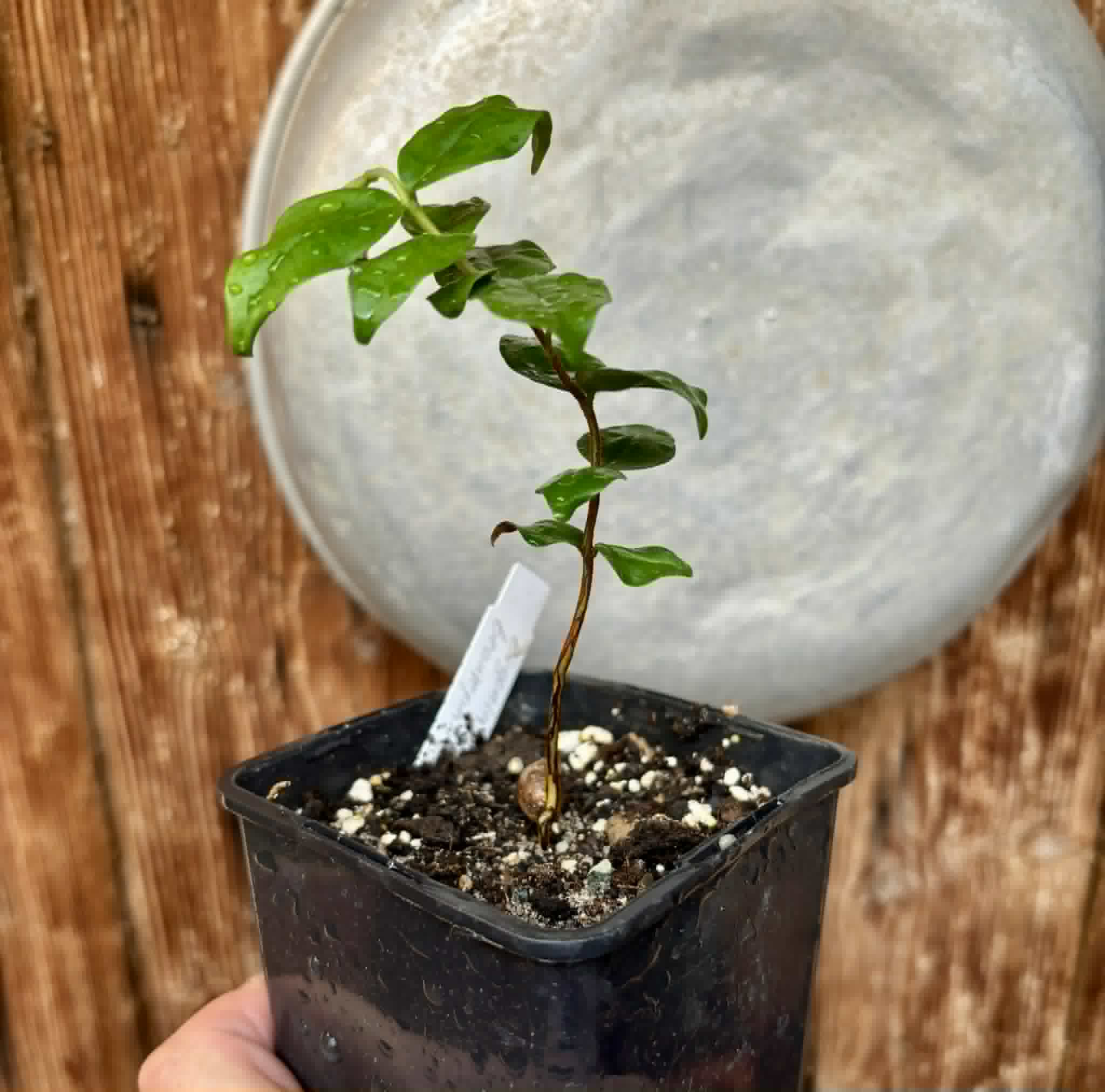 Uvaia do Visconde (Eugenia beaurepairiana) - potted seedling / 1 getopfter Sämling