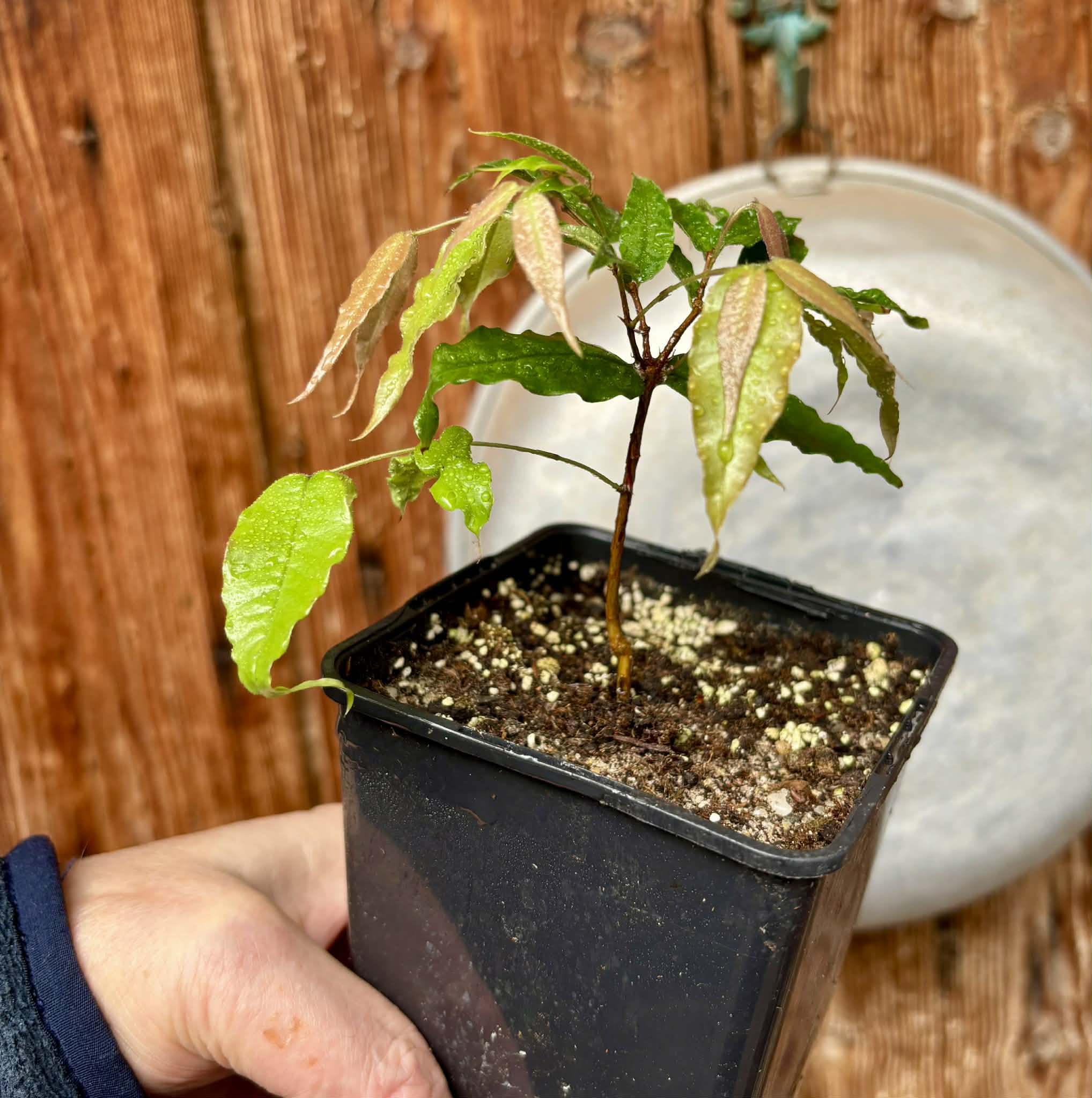 Plinia sp Dandara -  1 potted seedling / 1 getopfter Sämling