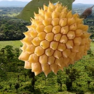 2.5 years old - Annona jahnii - 1 potted plant / 1 getopfte Pflanze