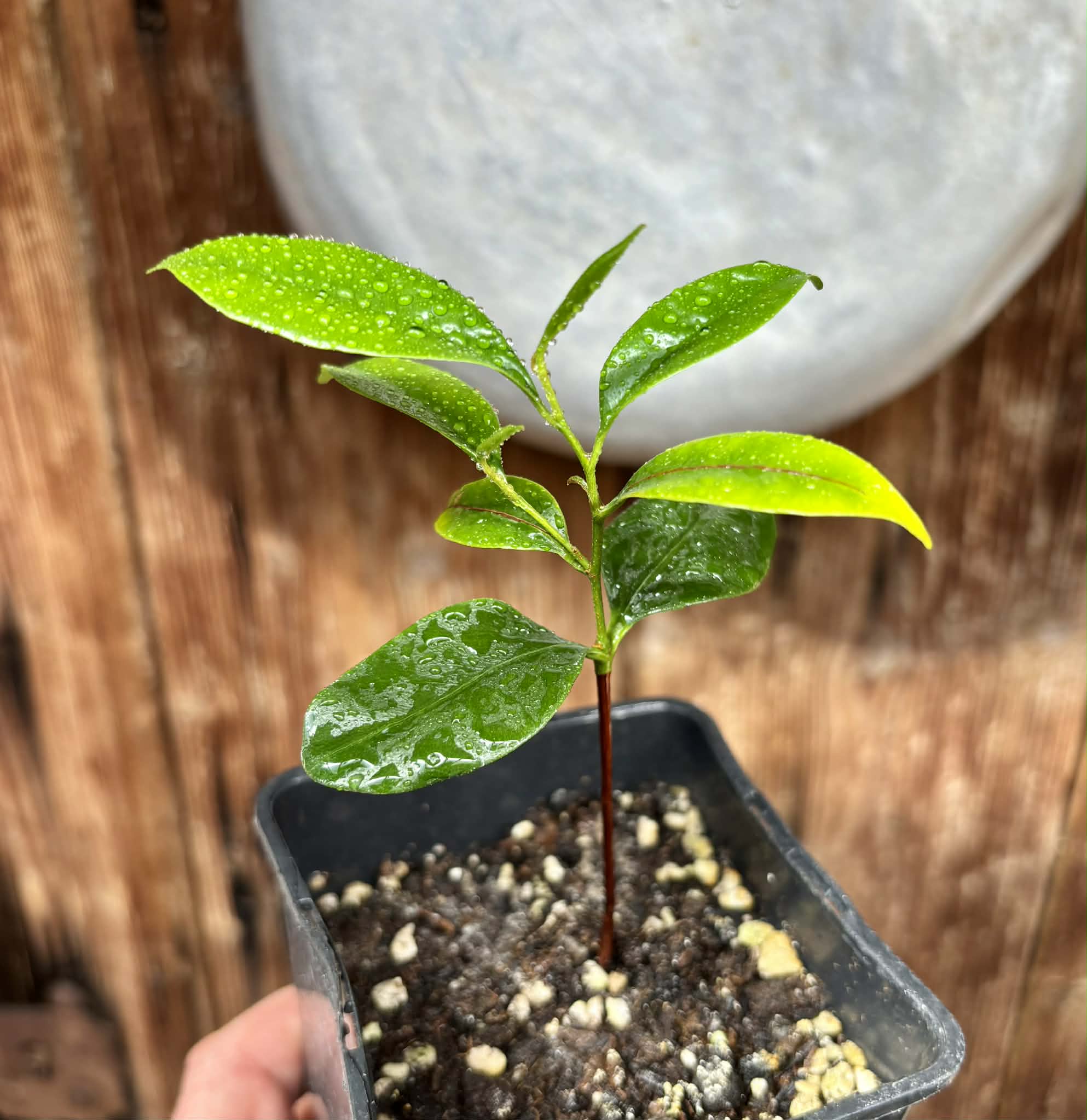 Diploon cuspidatum  -  1 potted seedling / 1 getopfter Sämling