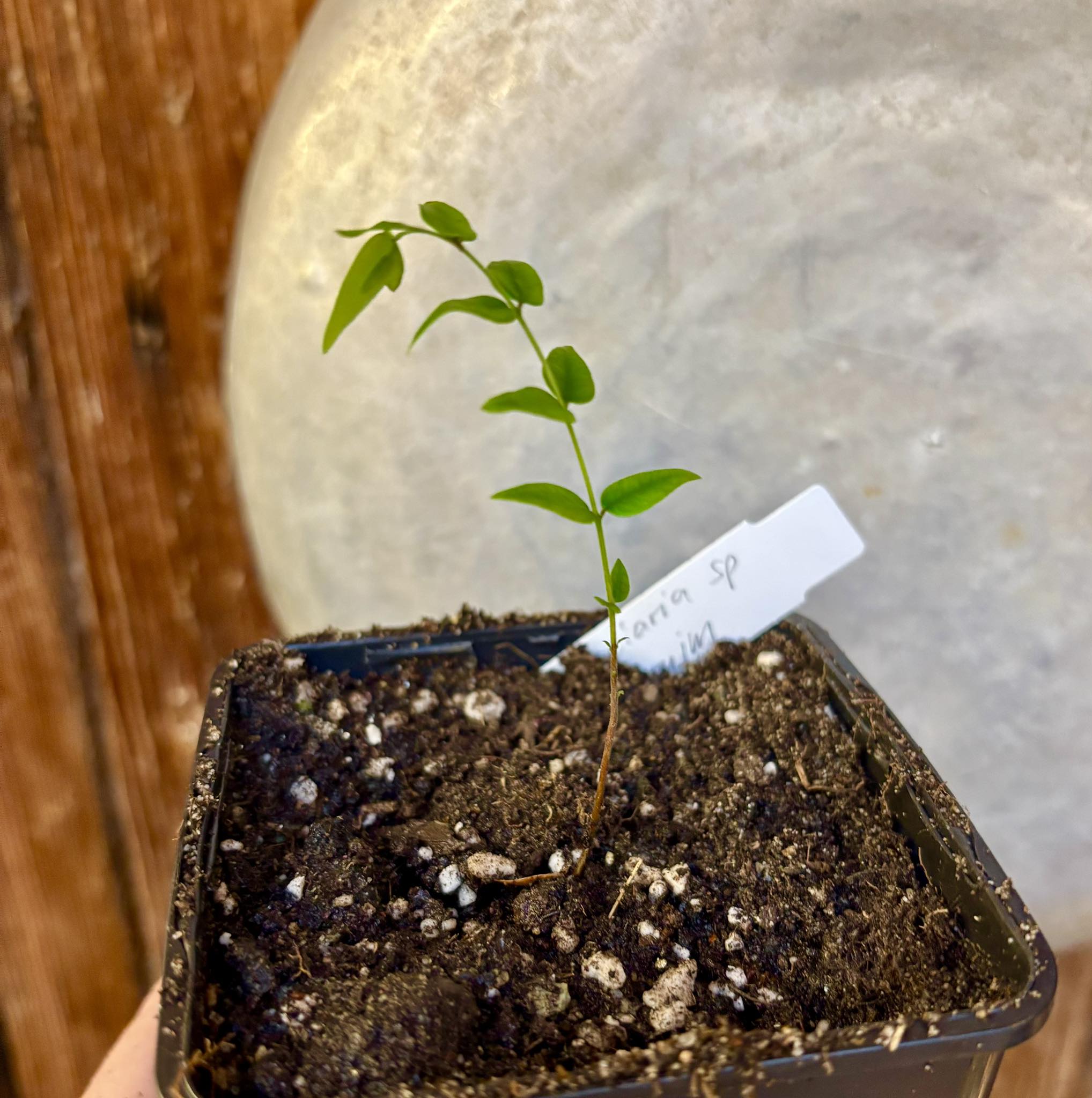 Myrciaria sp Maruim - 1 small potted seedling / 1 kleiner, getopfter Sämling