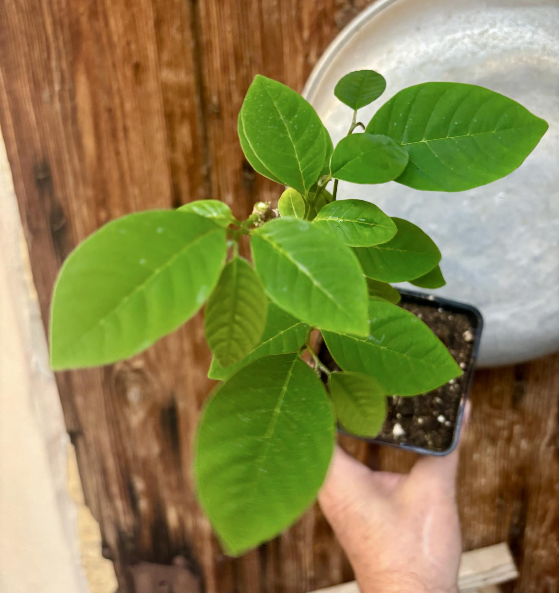 Cherimoya var. Fino de Jete (Annona cherimola) - 1 potted plant / 1 getopfte Pflanze