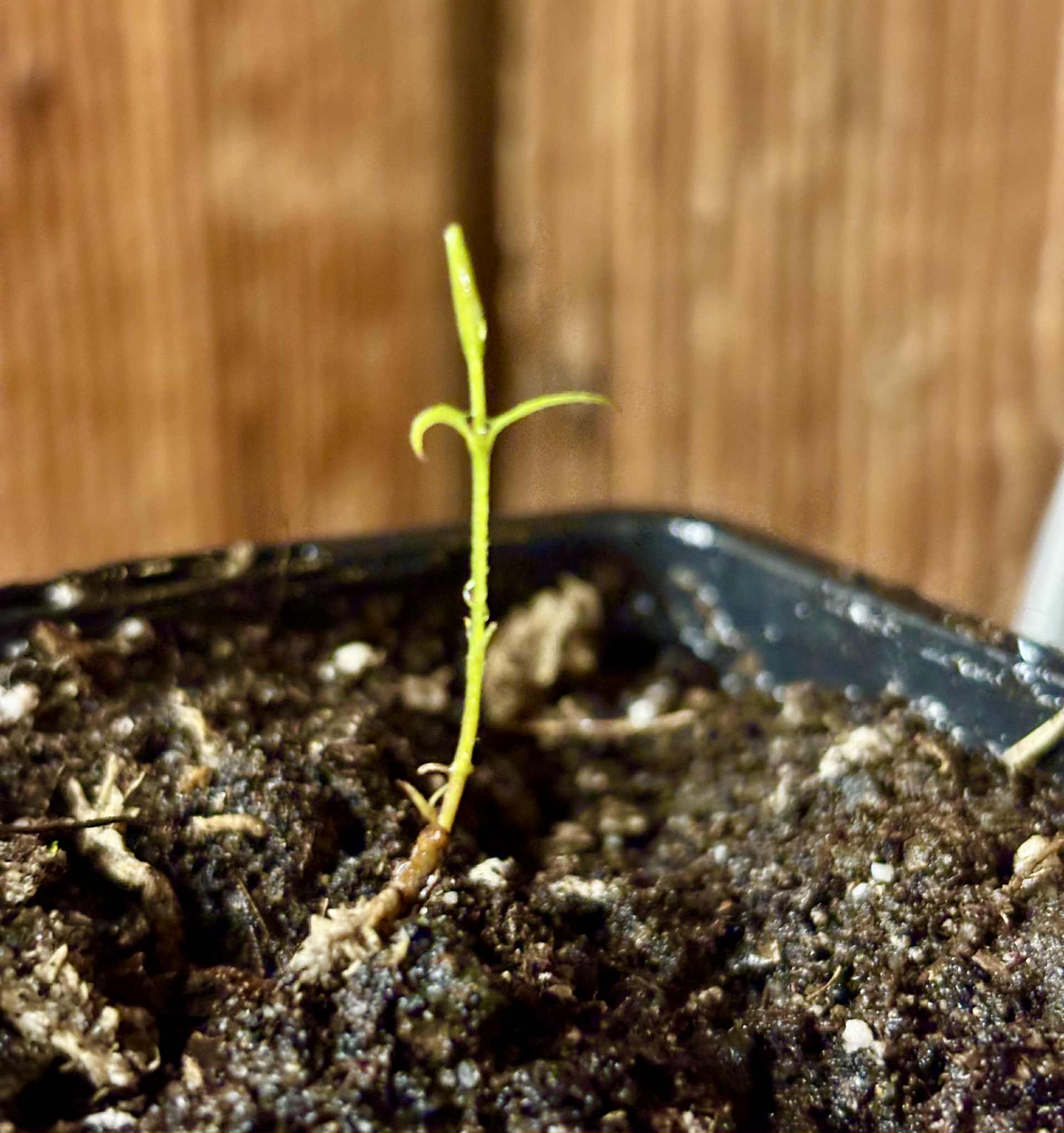 Neomitranthes sp Hortelo Tijuípe - 1 potted seedling / 1 getopfter Sämling