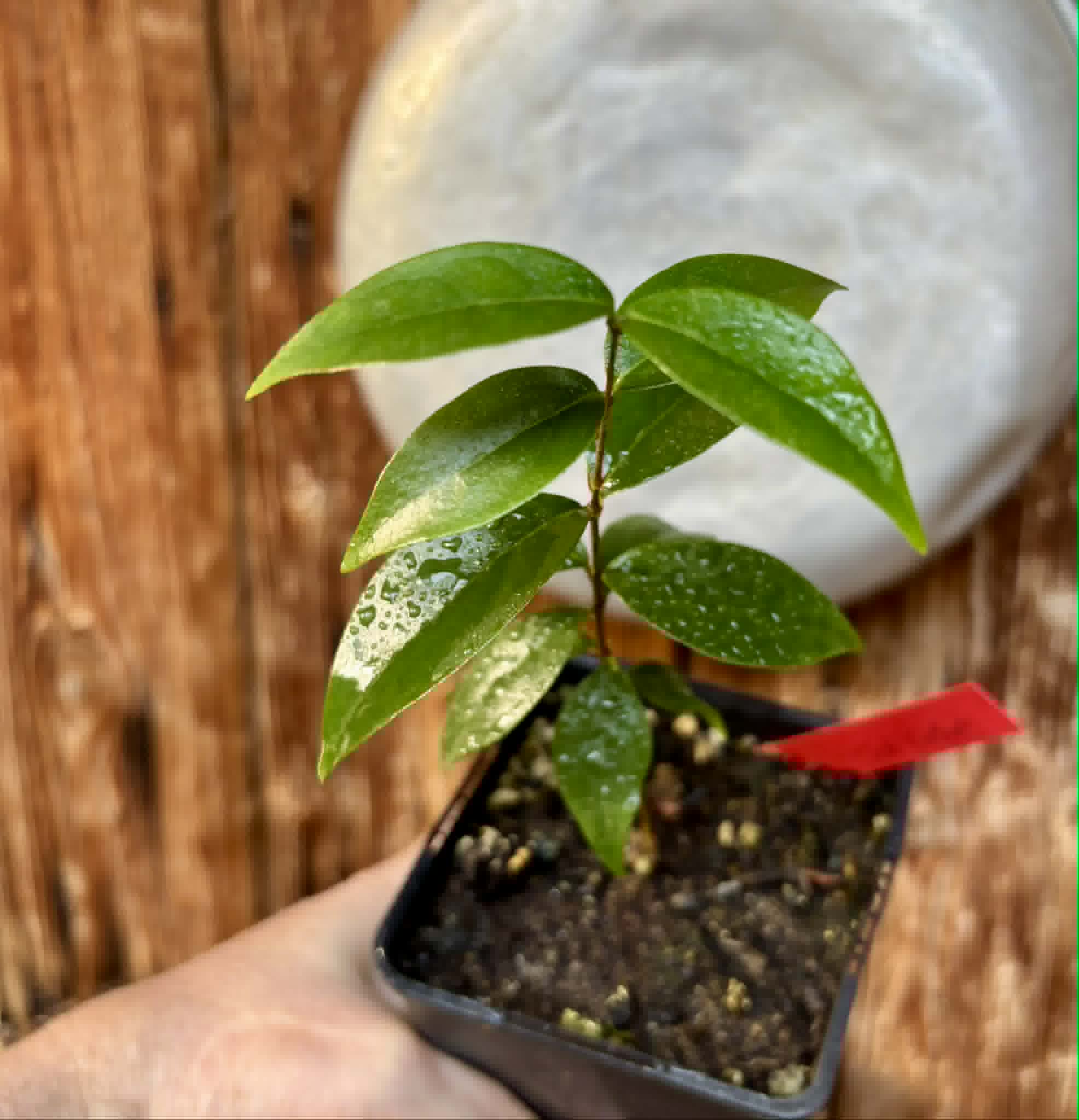 Eugenia uniflora var. Tutti Colore  - 1 spotted seedling / 1 getopfter Sämling