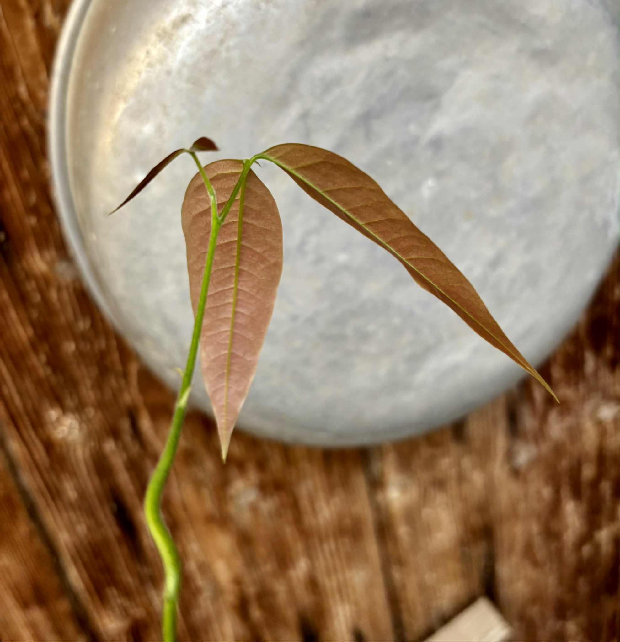 Melicoccus sp Bahia - 1 potted seedling / 1 getopfter Sämling