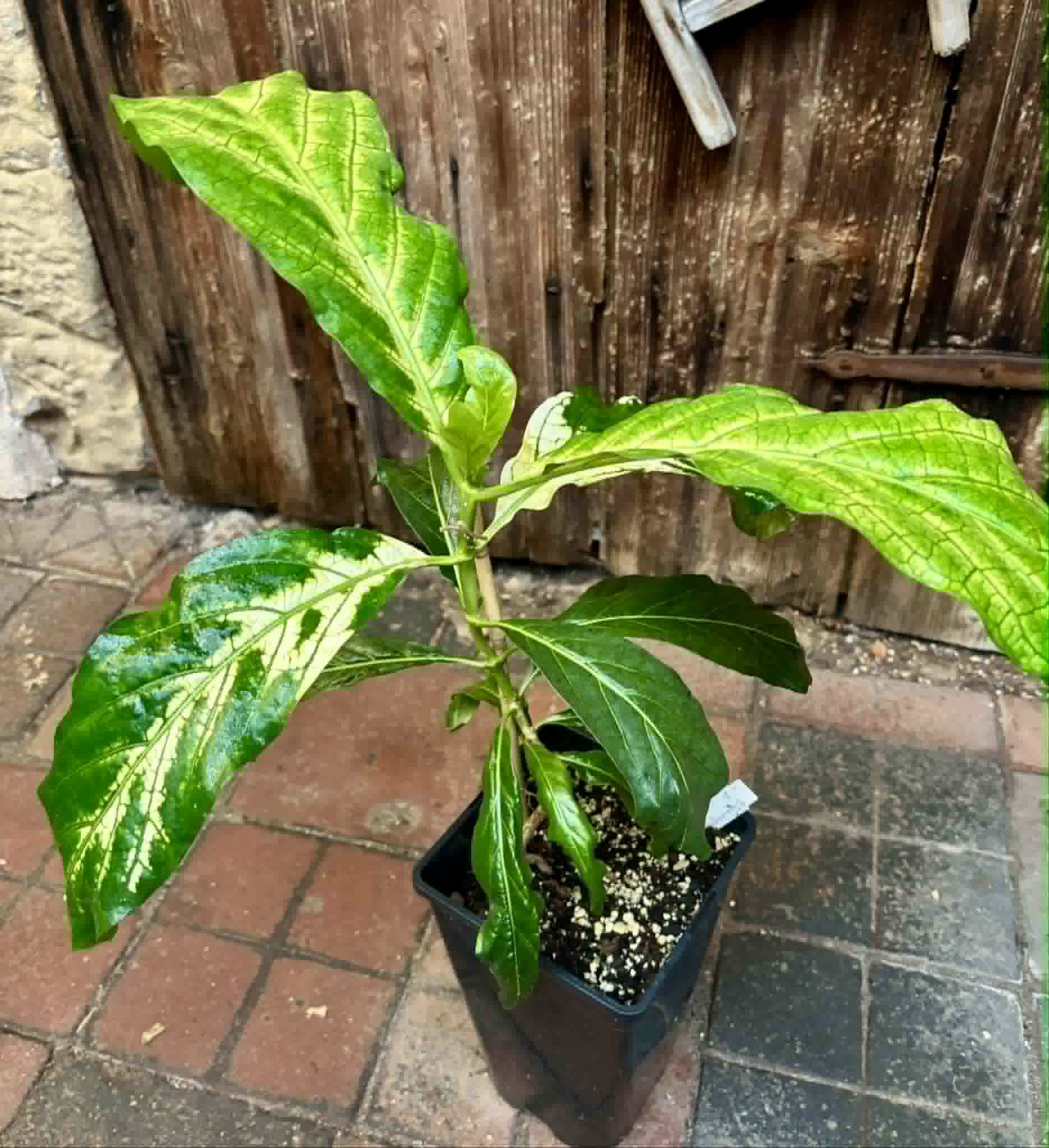 Noni Variegated (Morinda citrifolia) - 1 potted plant / 1 getopfte Pflanze