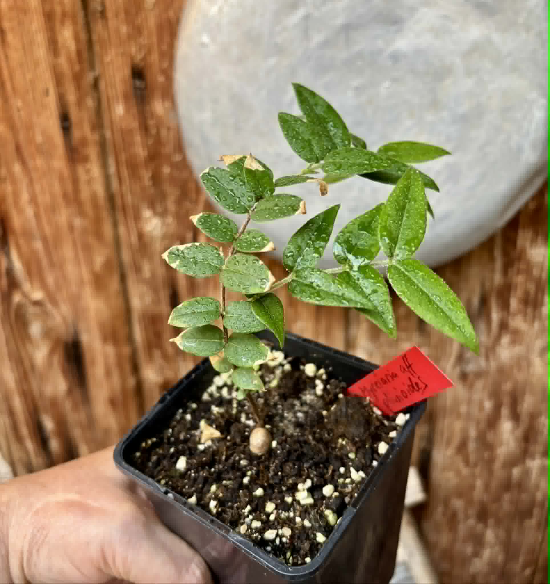Myrciaria aff plinioides-  1 potted seedling / 1 getopfter Sämling