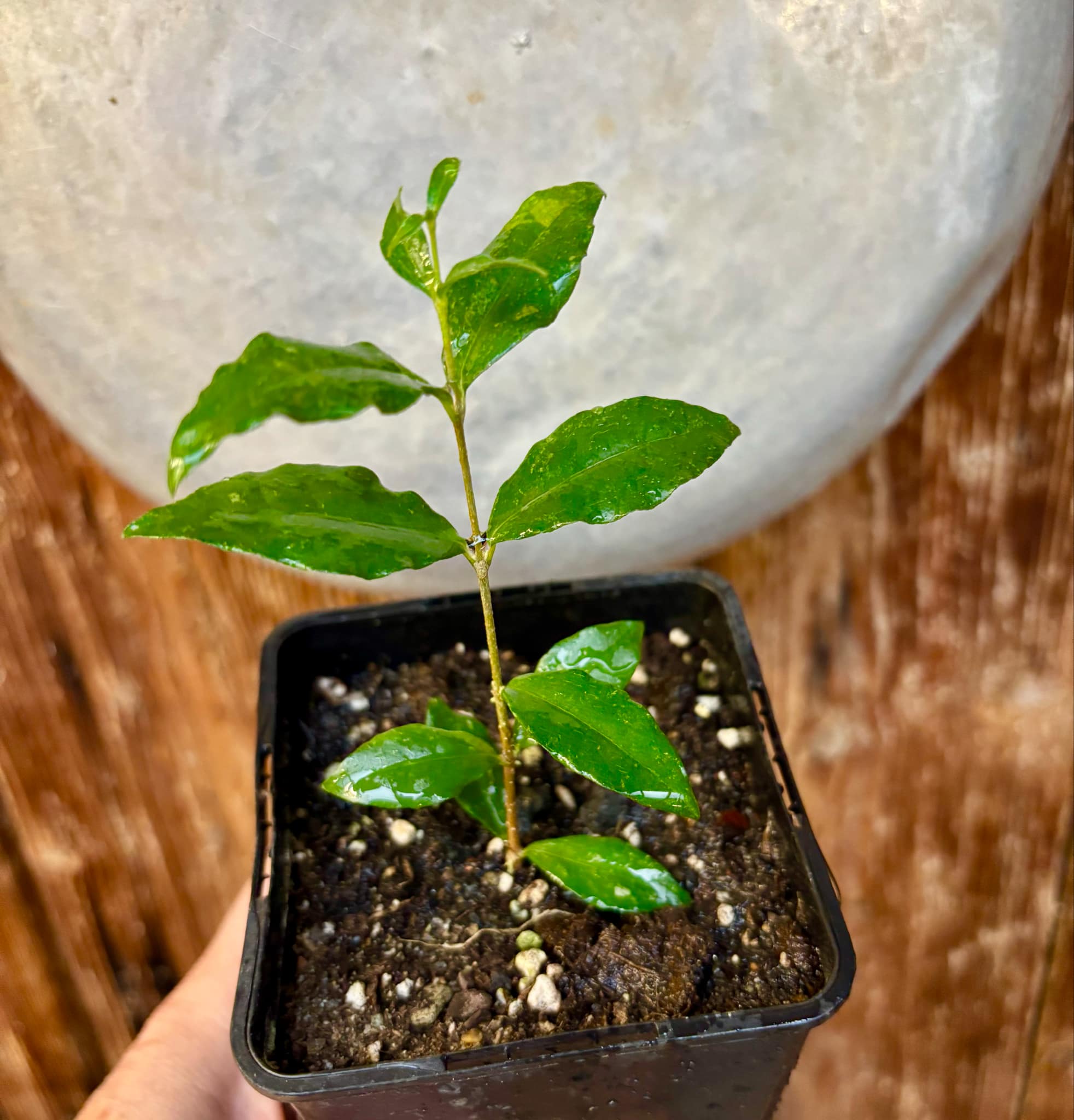 Acerola (Malpighia glabra) Nr. 1 - 1 potted rooted cutting / 1 getopfter, bewurzelter Steckling Acerola (Malpighia glabra) Nr. 1 - 1 potted rooted cutting / 1 getopfter, bewurzelter Steckling