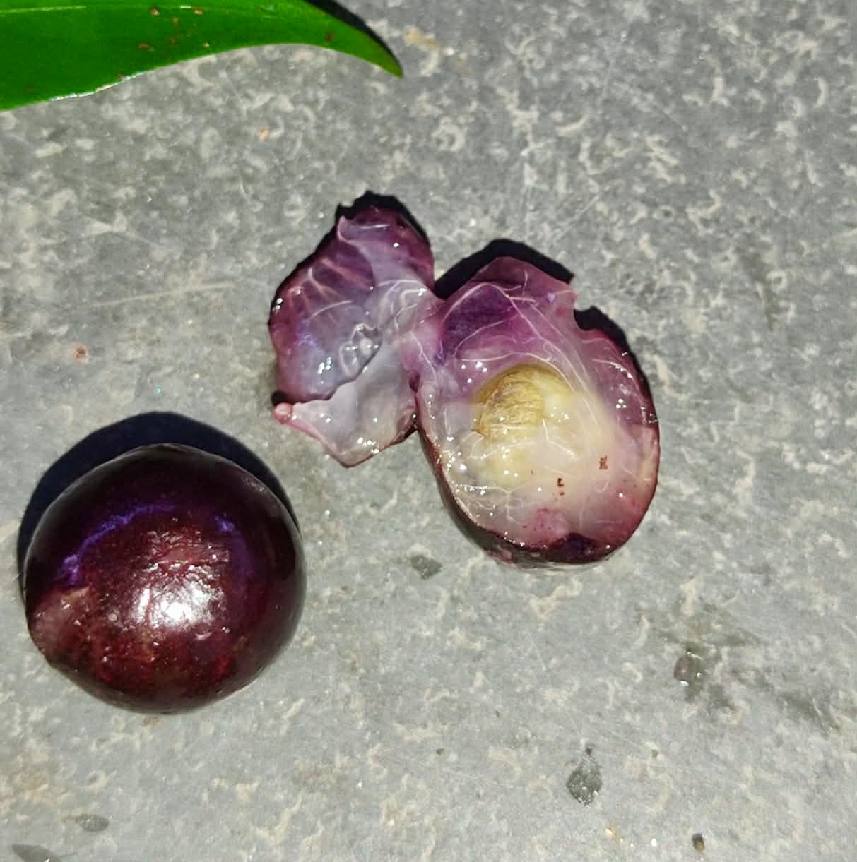 Pre Order - Siphoneugena sp Camacan - 1 fresh seed / 1 frischer Samen