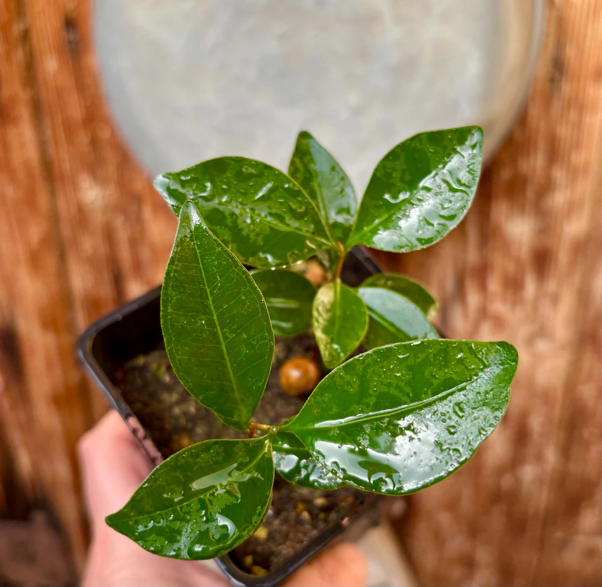 2 in 1 pot - Eugenia sp Amarela Redonda - 2 seedlings in one pot / 2 Sämlinge in einem Topf