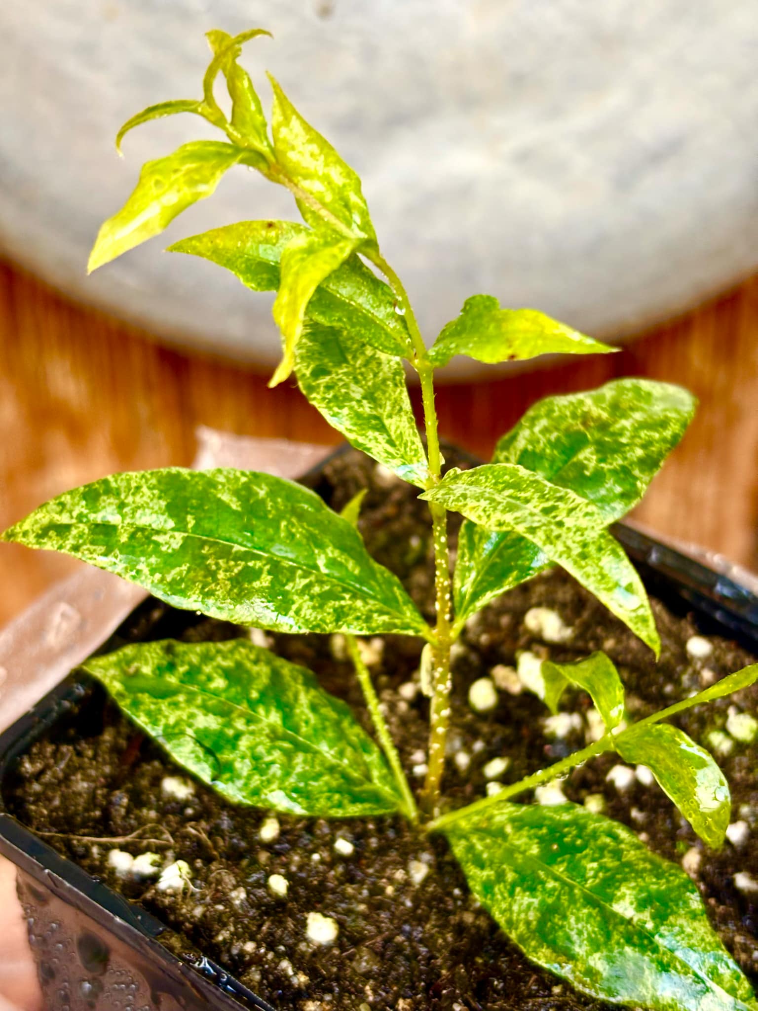 variegated Acerola (Malpighia glabra) rooted cutting - 1 potted rooted cutting / 1 getopfter, bewurzelter Steckling