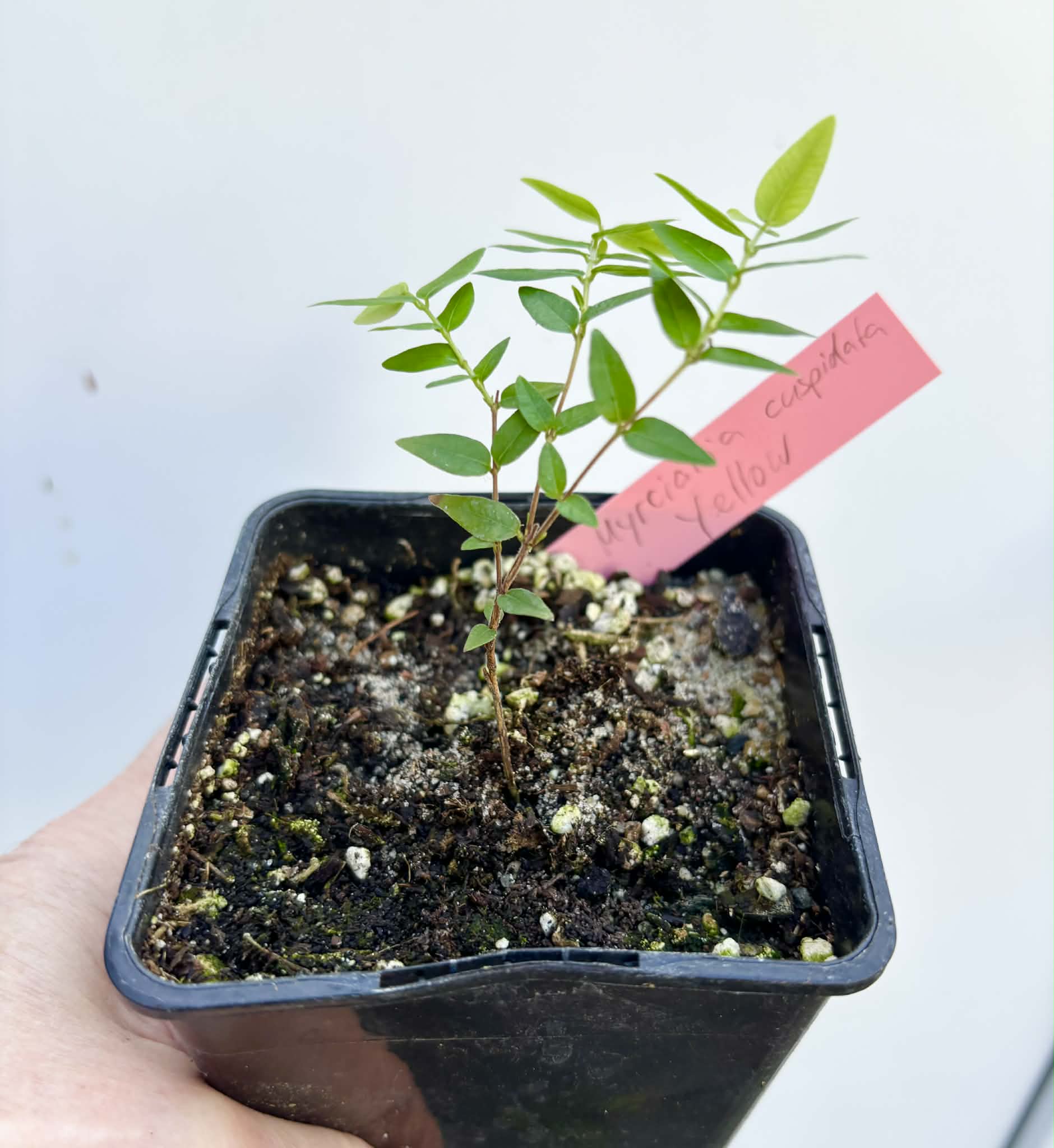Myrciaria cuspidata YELLOW - 1 potted plant / 1 getopfte Pflanze
