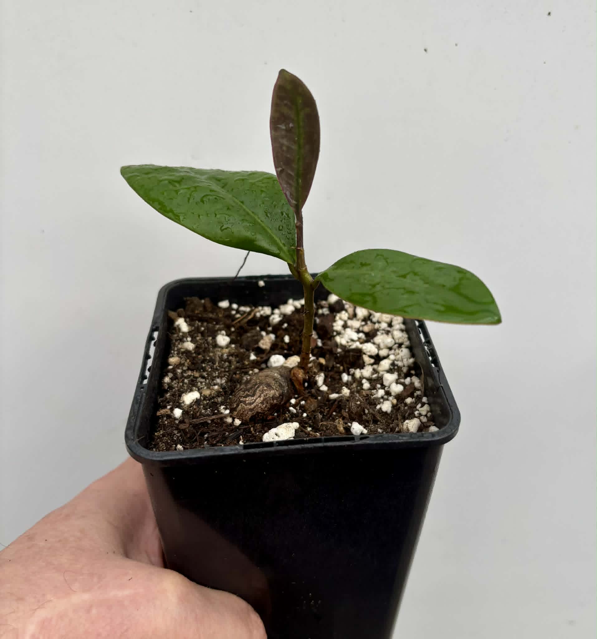 Eugenia sp Essencia negra - 1 potted seedling / 1 getopfter Sämling