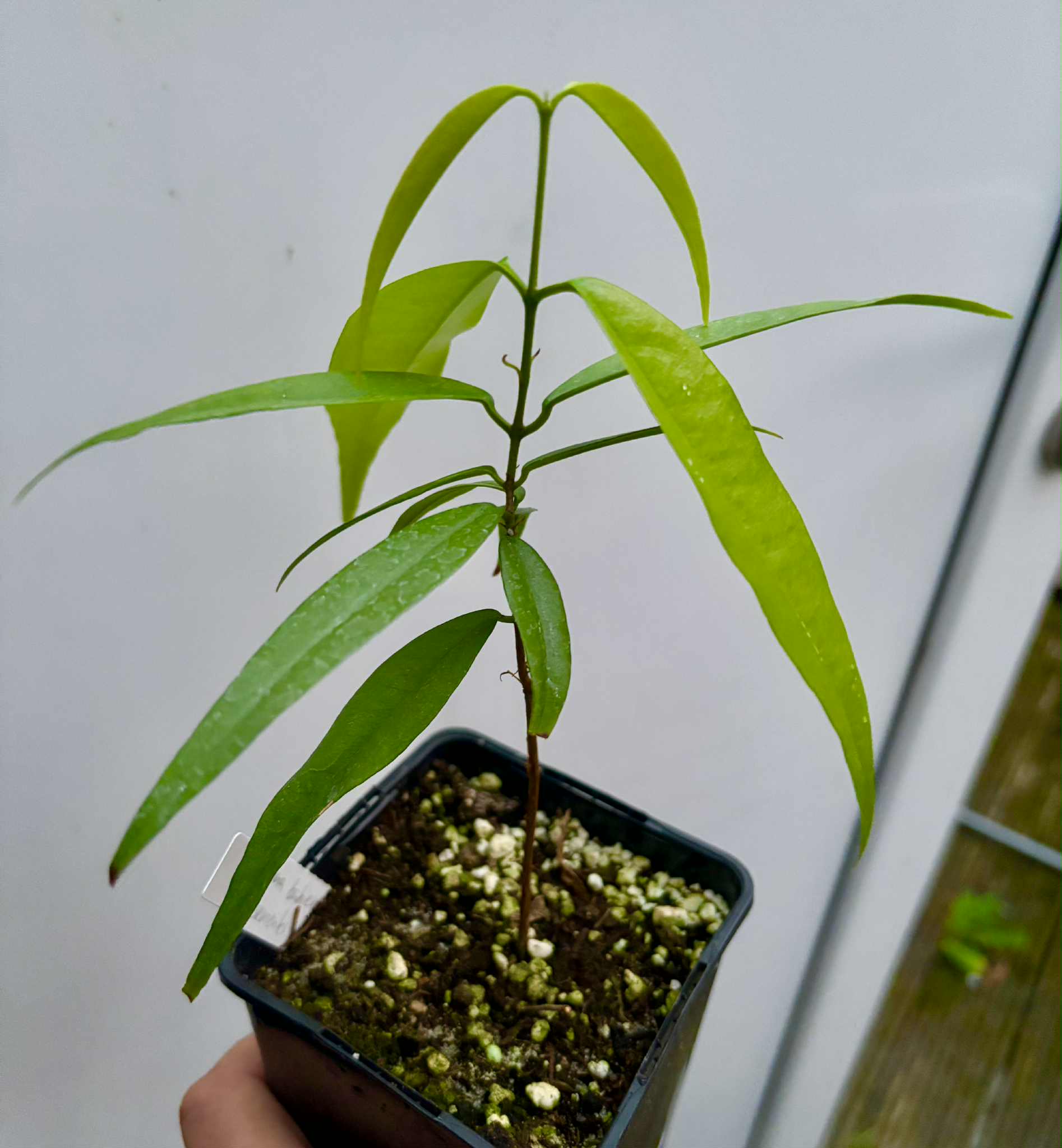 Eugenia bahiensis var. Sementes pintada  - 1 potted plant / 1 getopfte Pflanze