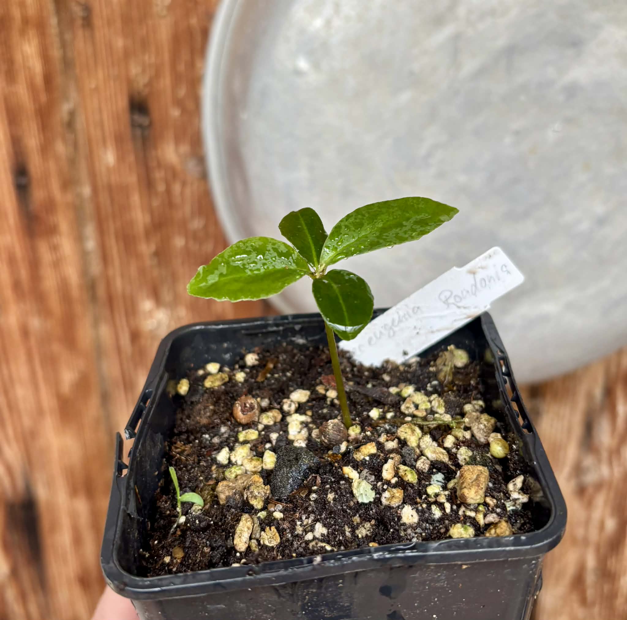 only 1 available - Eugenia sp Azul de Rondonia - 1 potted plant / 1 getopfte Pflanze