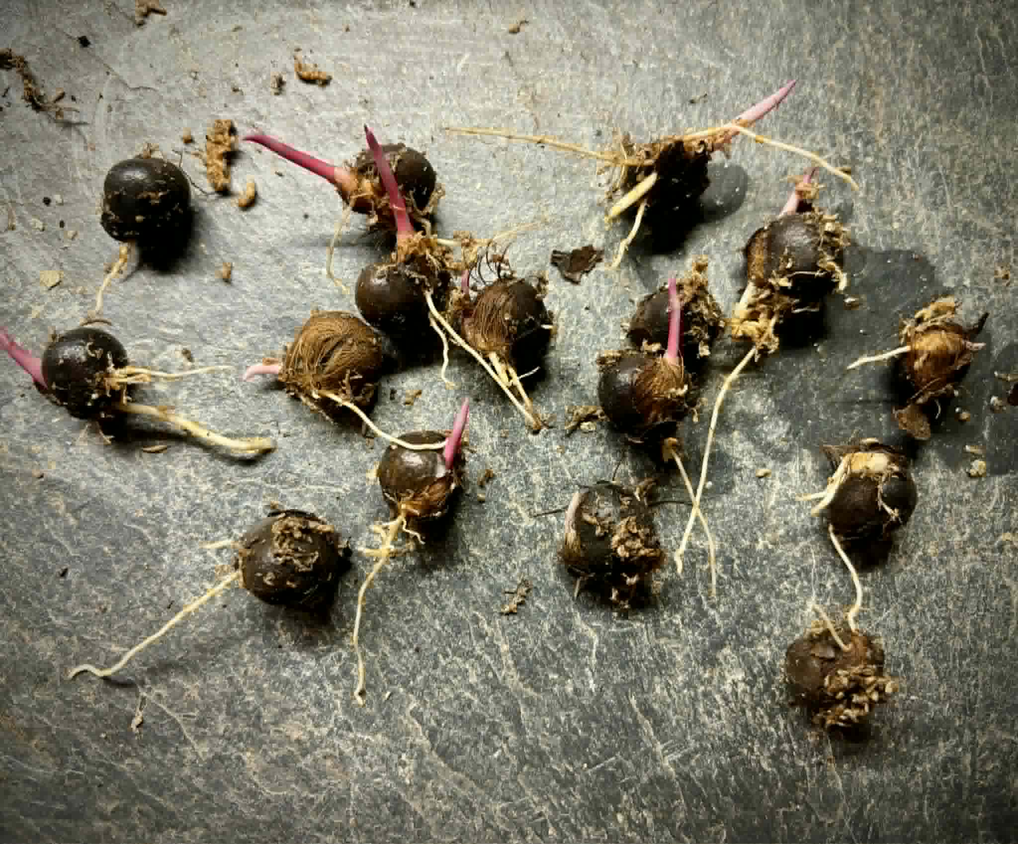 Acai (Euterpe oleracea) -  1 germinated seed / 1 gekeimter Samen