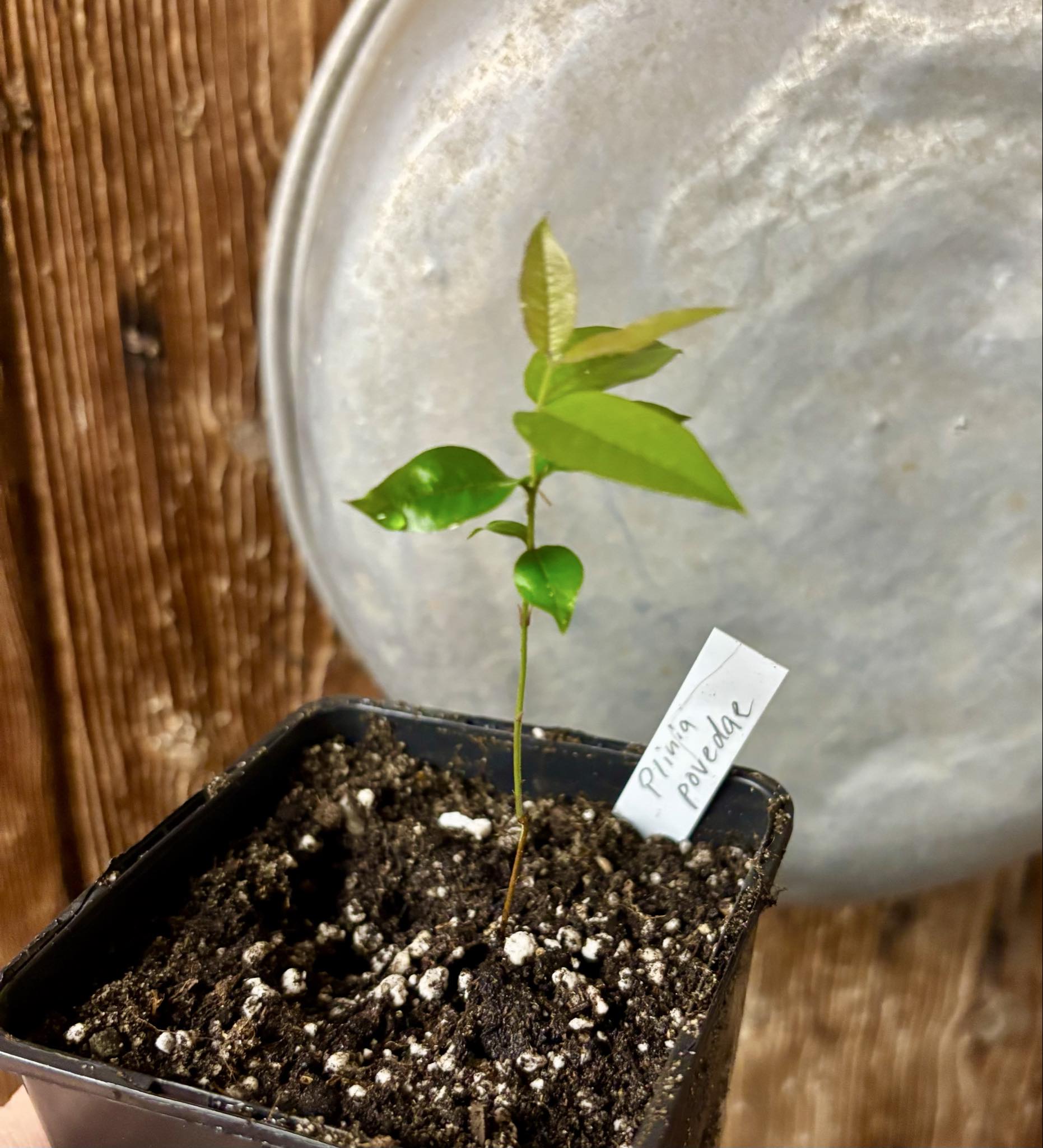 Plinia povedae - 1 potted seedling / 1 getopfter Sämling