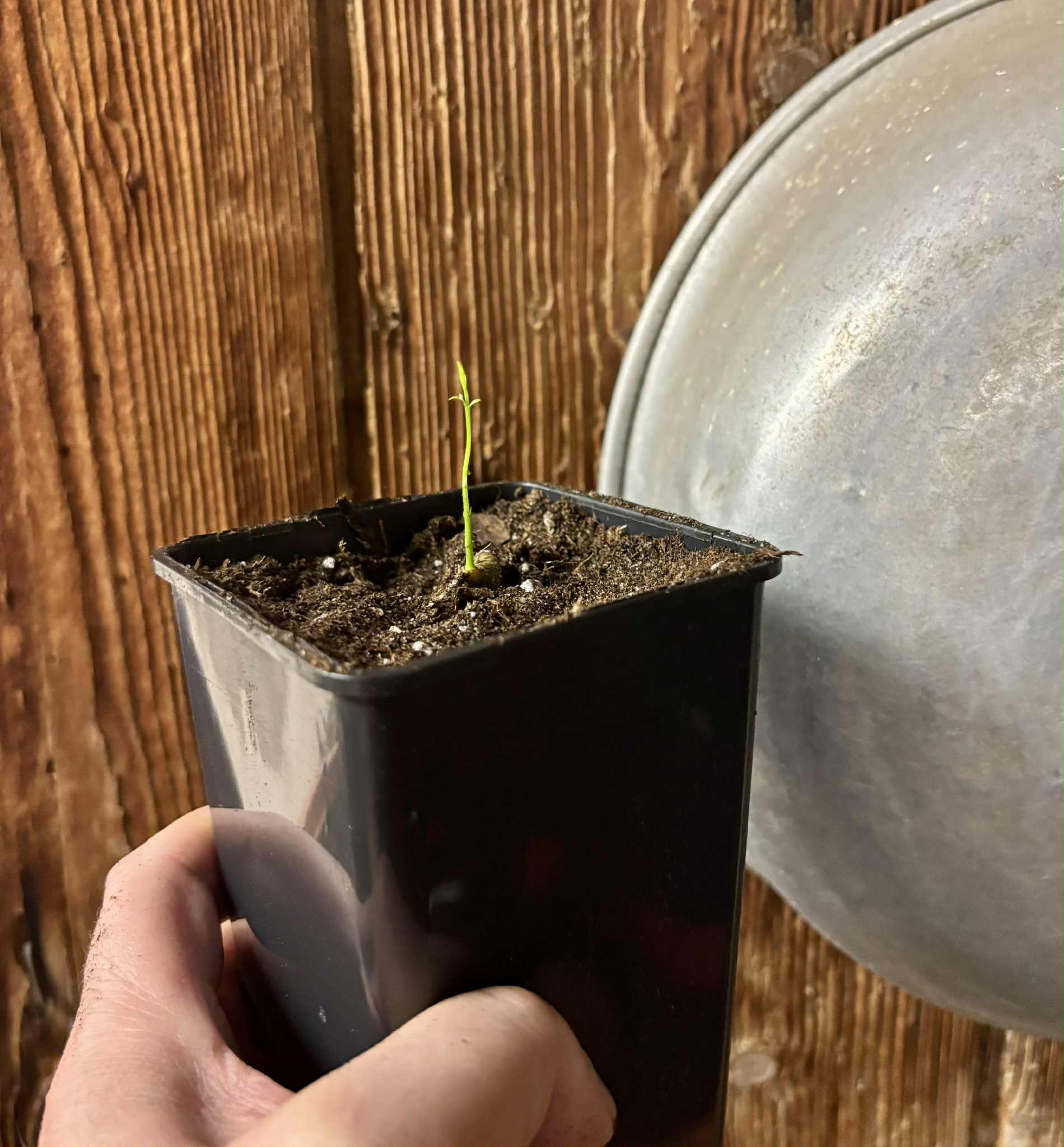 Eugenia arvensis - 1 potted seedling / 1 getopfter Sämling