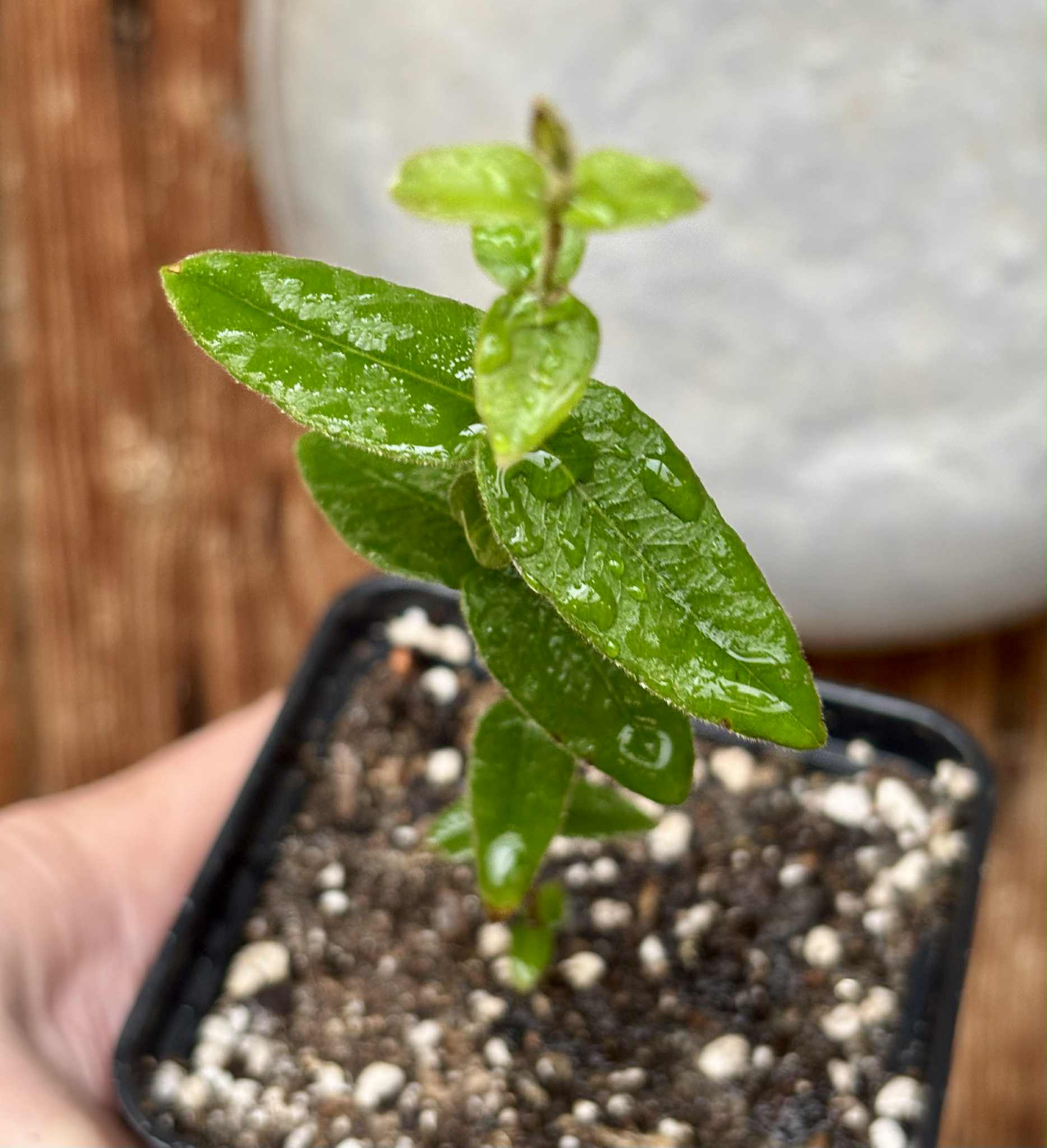 Myrciaria caerulescens (Roxa - Blue Guaquiea) - 1 potted seedling / 1 getopfter Sämling