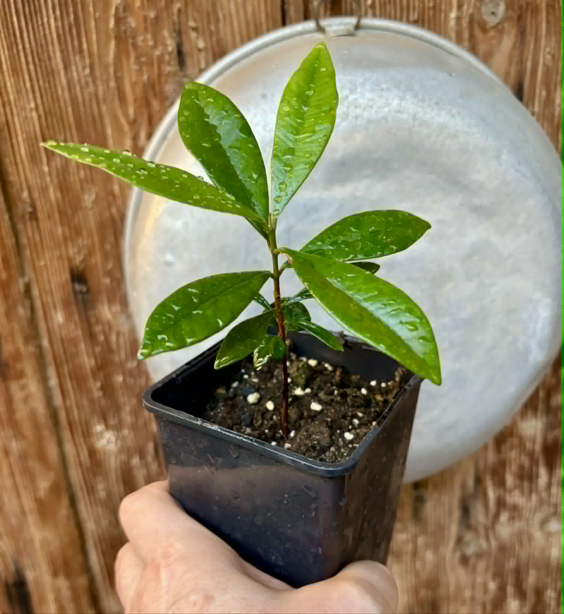 Myrcia sp Jaboticaba Bahia -  1 potted seedling / 1 getopfter Sämling